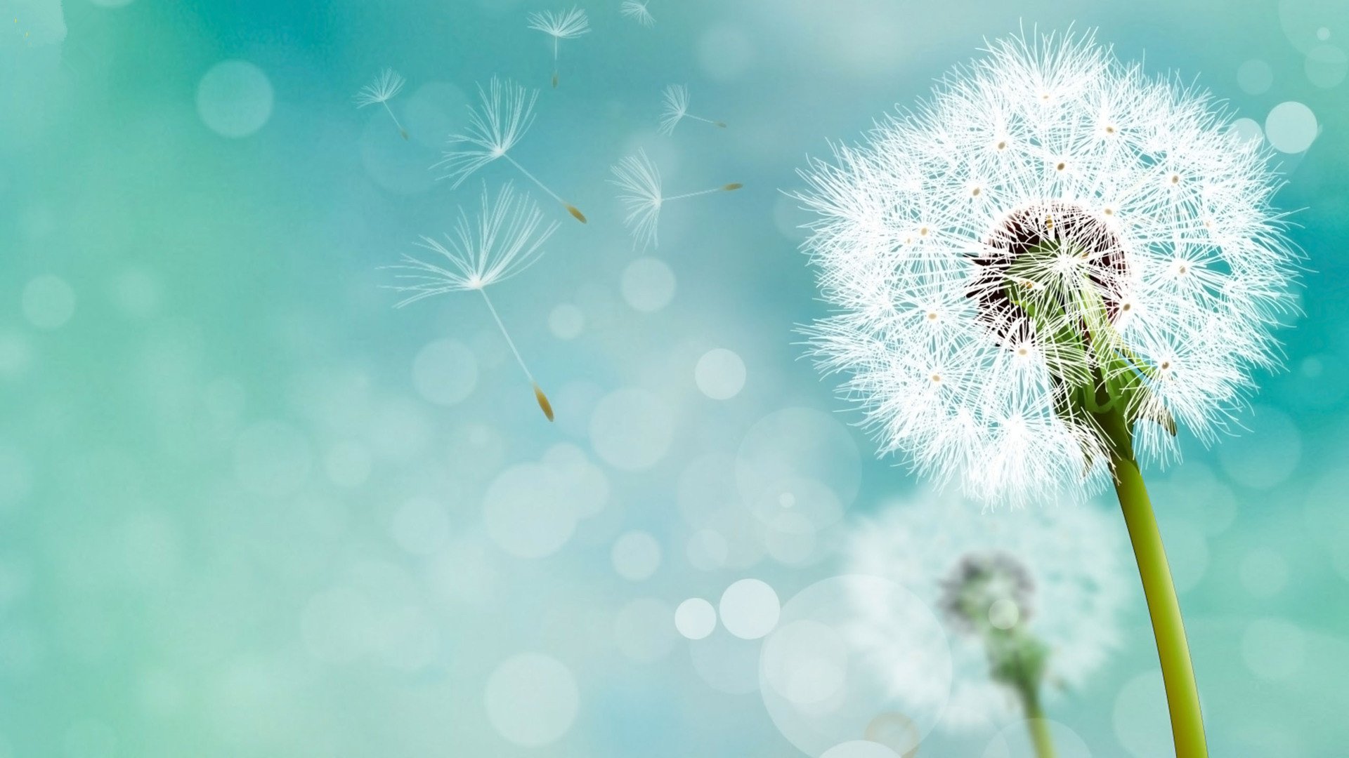 小清新,清新淡雅,蒲公英,一月十四日,儿童桌面专用