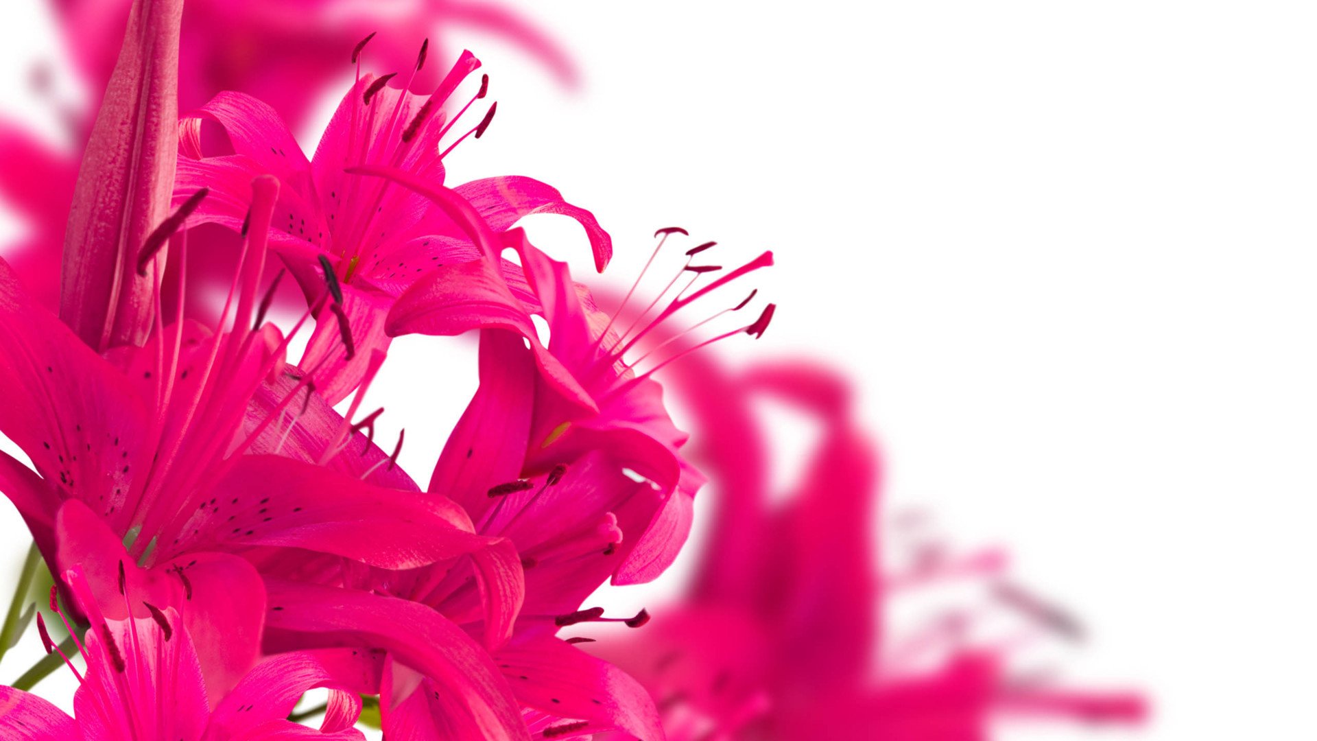 小清新,娇艳欲滴,花卉,1月24日,儿童桌面专用