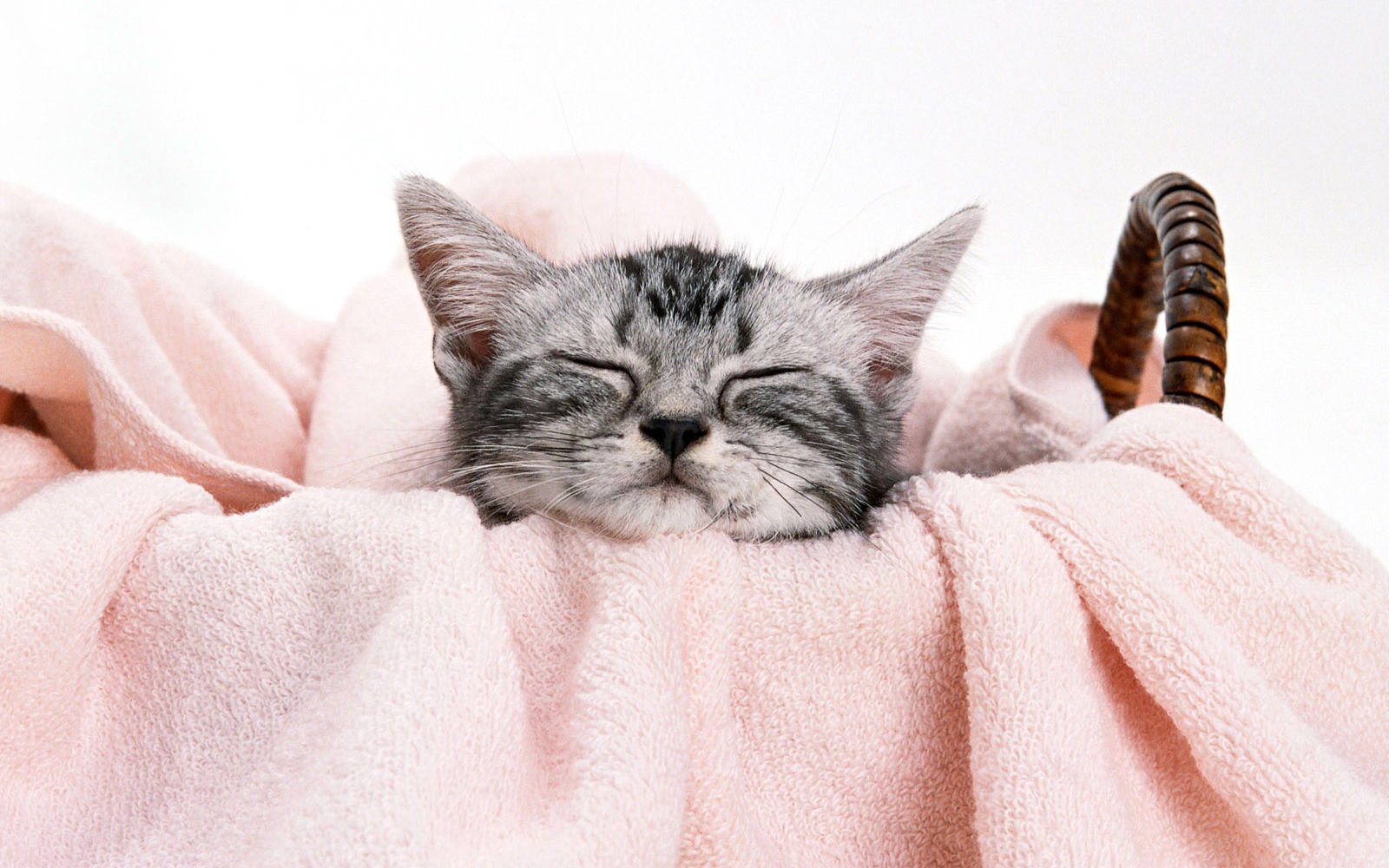 萌宠,喵星人,可爱,宠物,卖萌,搞笑图,憨态百出,古灵精怪,睡觉中,猫,儿童桌面专用