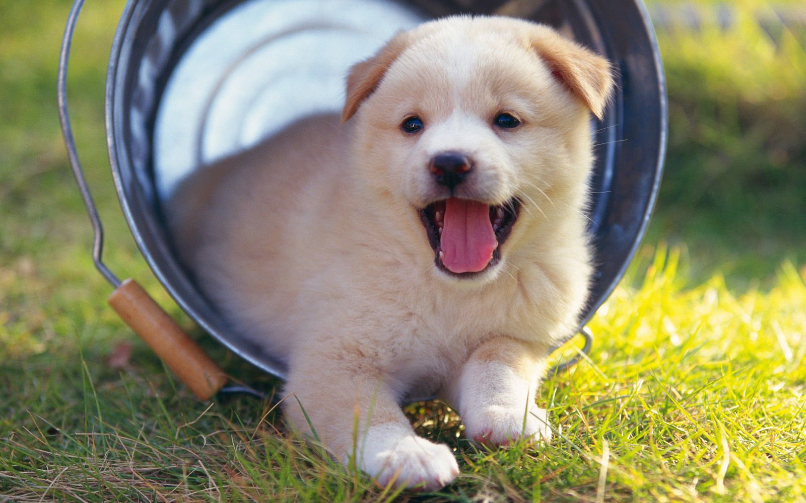 萌宠,汪星人,狗,卖萌,可爱,宠物,古灵精怪,憨态百出,儿童桌面专用