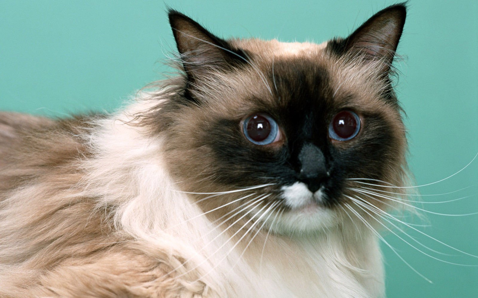 萌宠,喵星人,儿童桌面专用