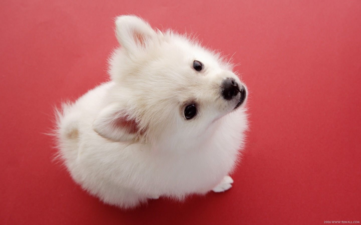 萌宠,汪星人,儿童桌面专用