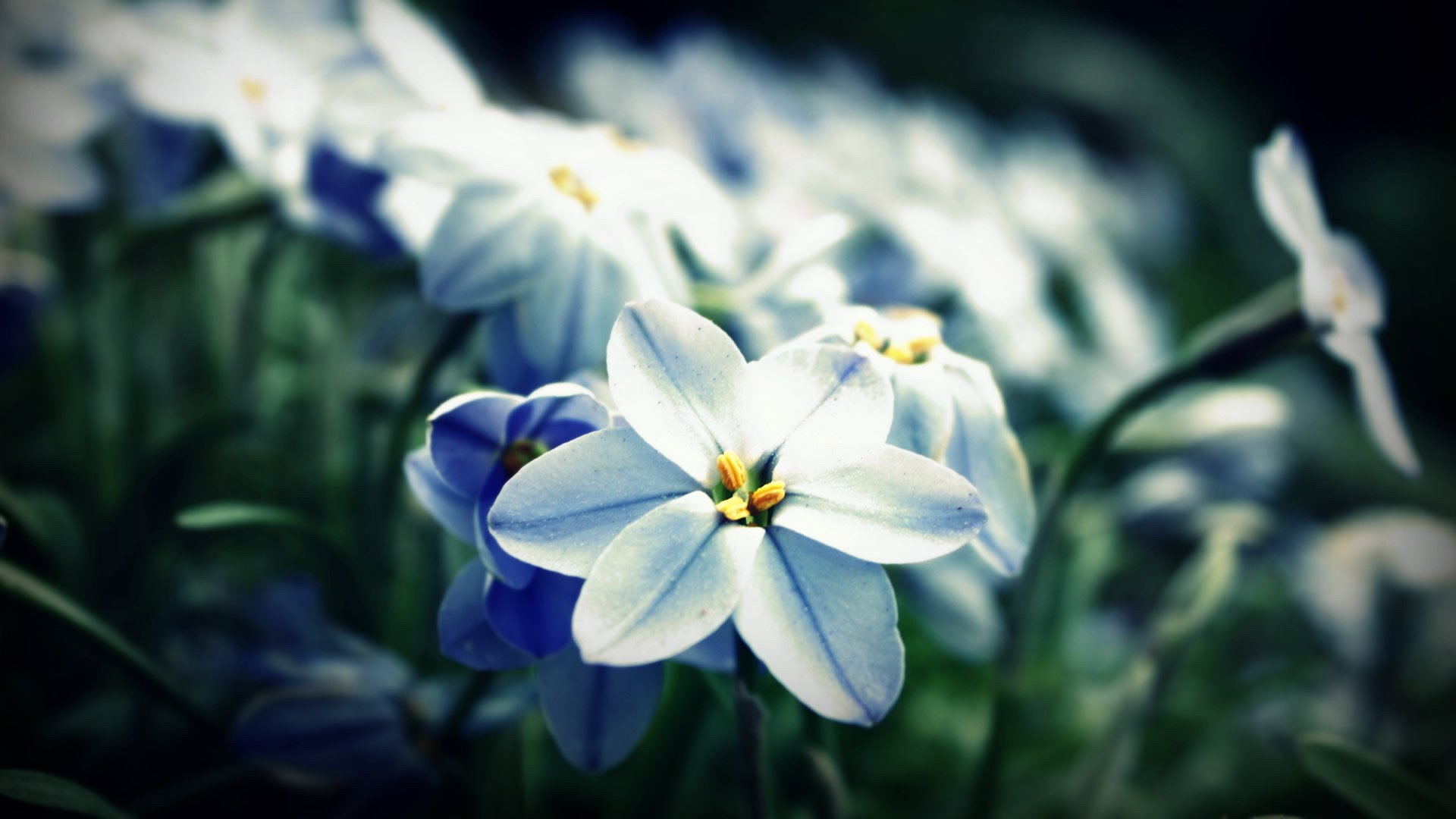 小清新,静物写真,花卉,1月28日,儿童桌面专用