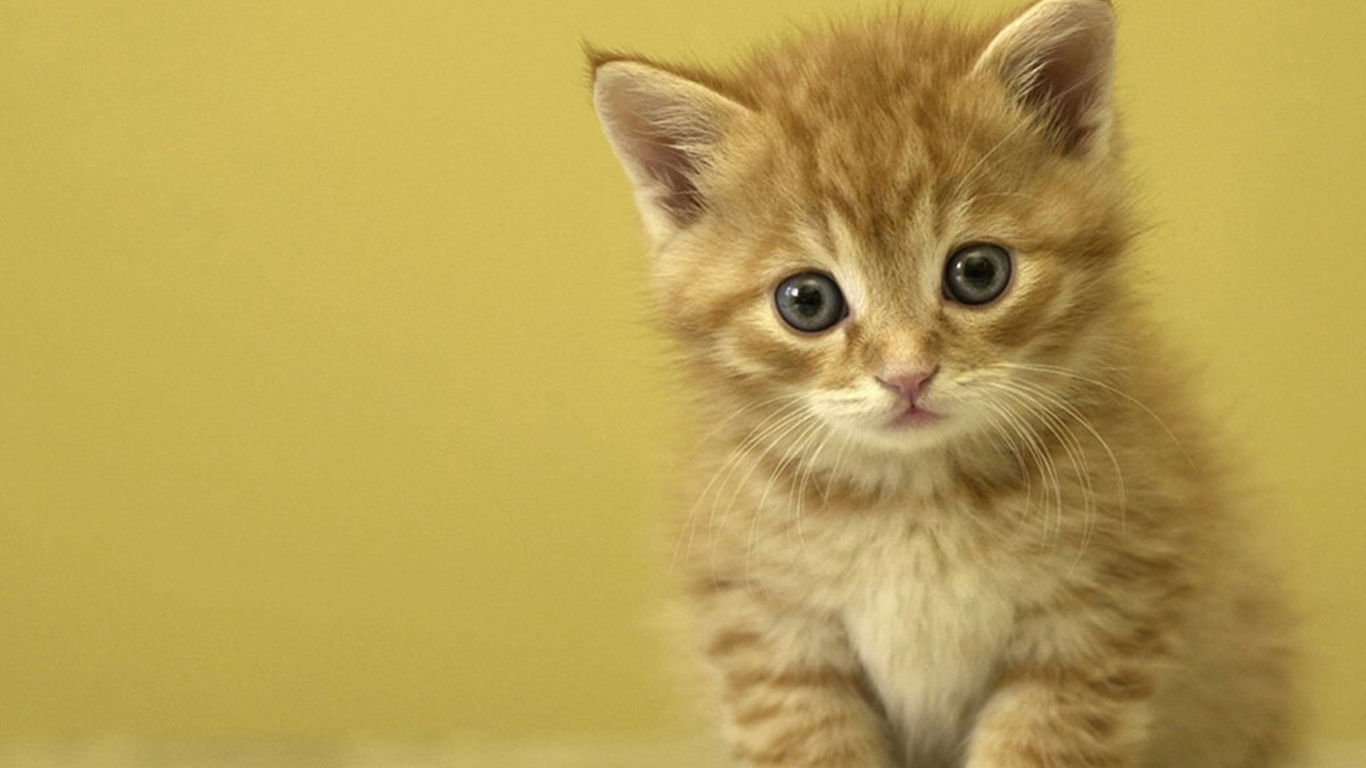 萌宠,喵星人,可爱,宠物,卖萌,猫,儿童桌面专用