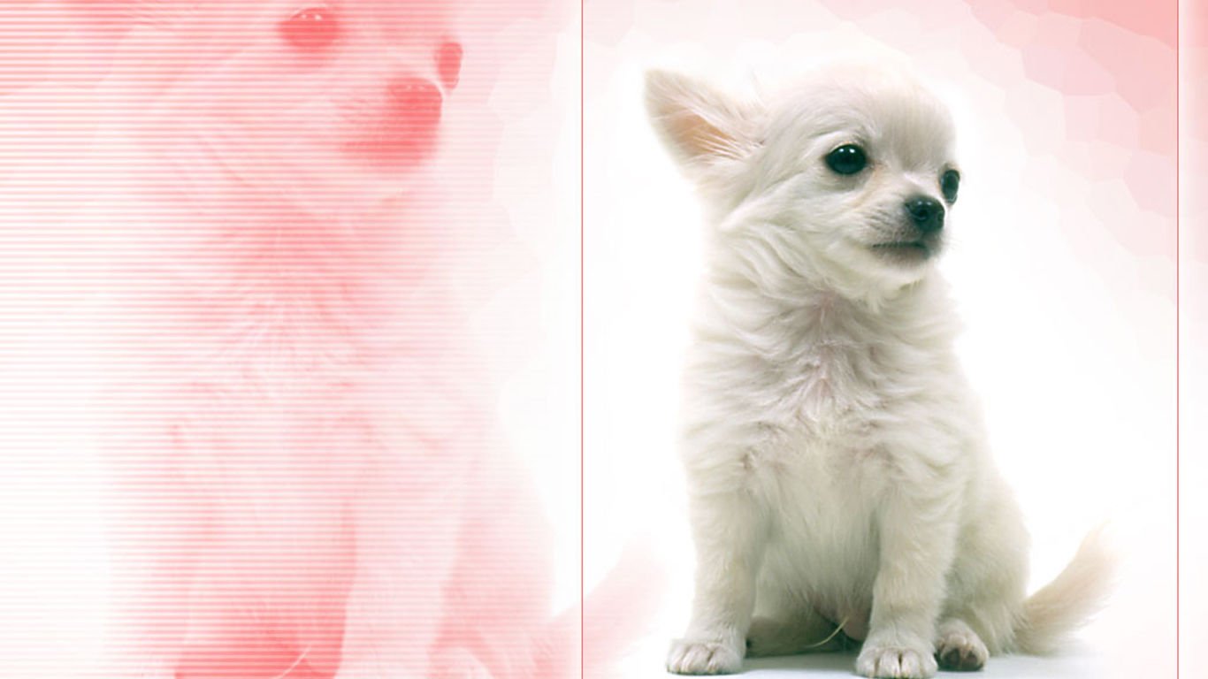 萌宠,汪星人,儿童桌面专用