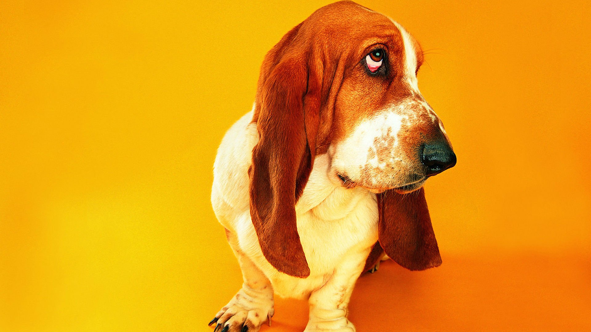 萌宠,汪星人,狗,卖萌,可爱,宠物,古灵精怪,憨态百出,搞笑图,儿童桌面专用