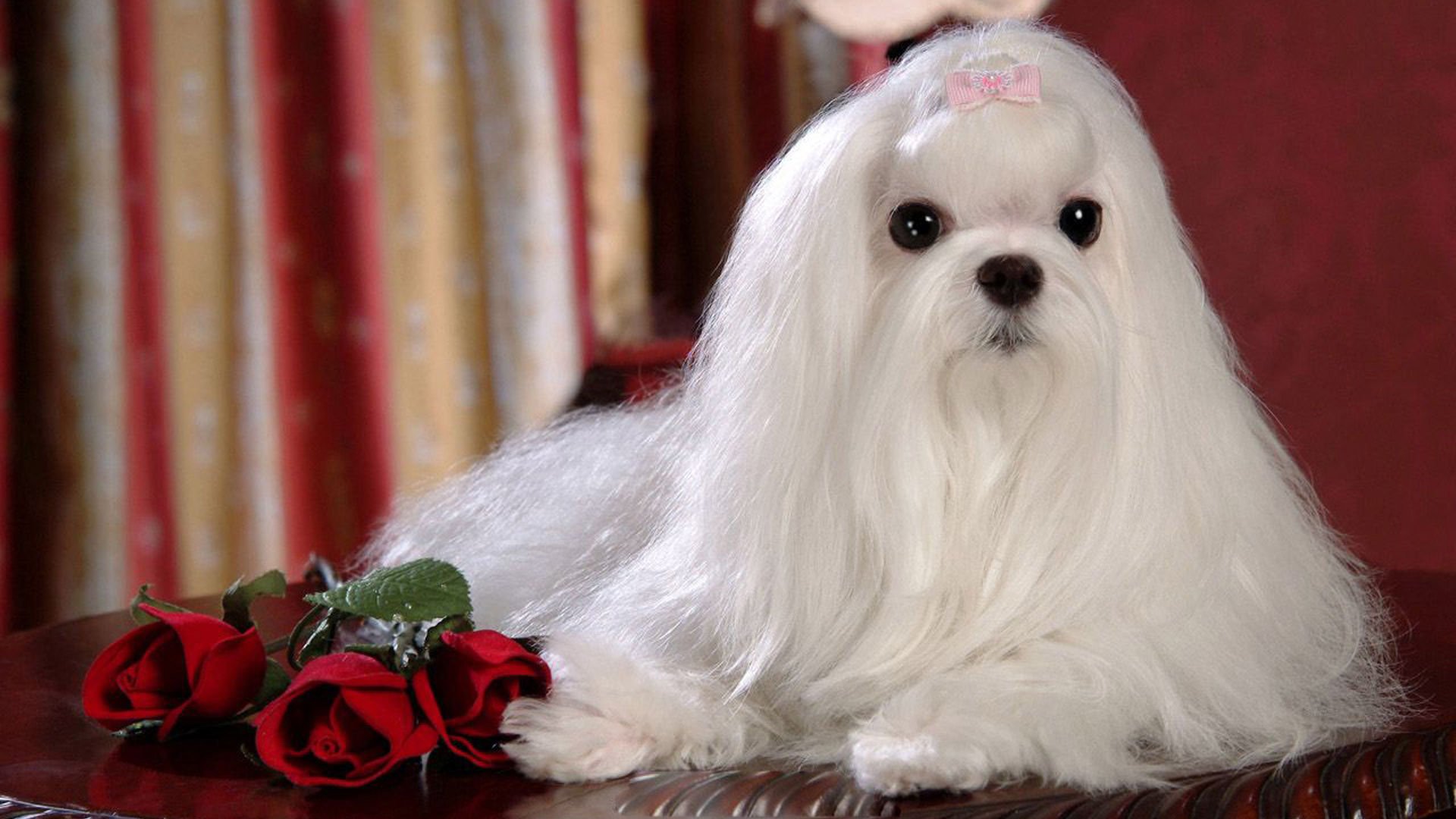 萌宠,汪星人,狗,宠物,动物,可爱,卖萌,儿童桌面专用