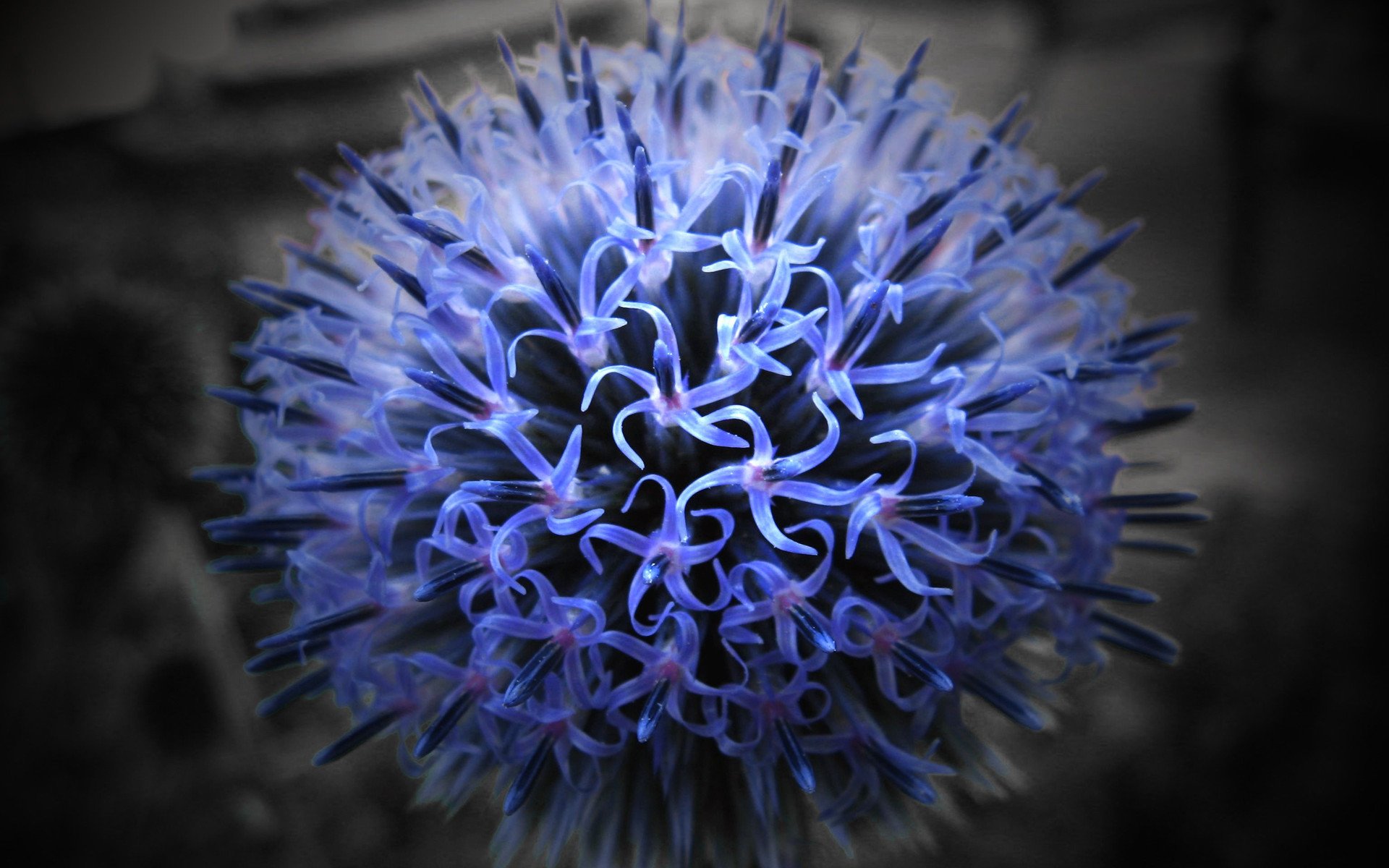 小清新,静物写真,花卉,一月十日,儿童桌面专用