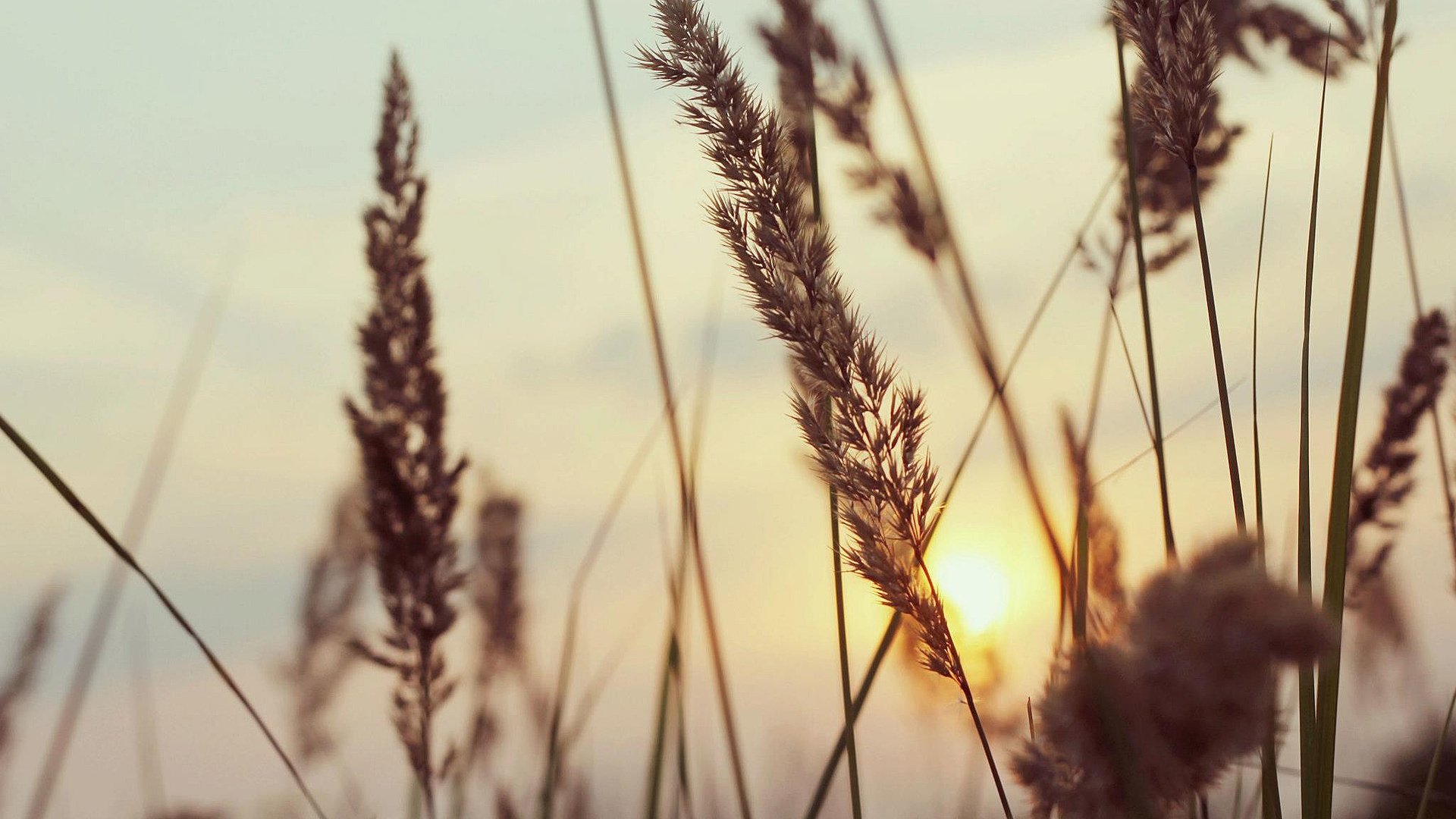 小清新,清新淡雅,1月29日,儿童桌面专用