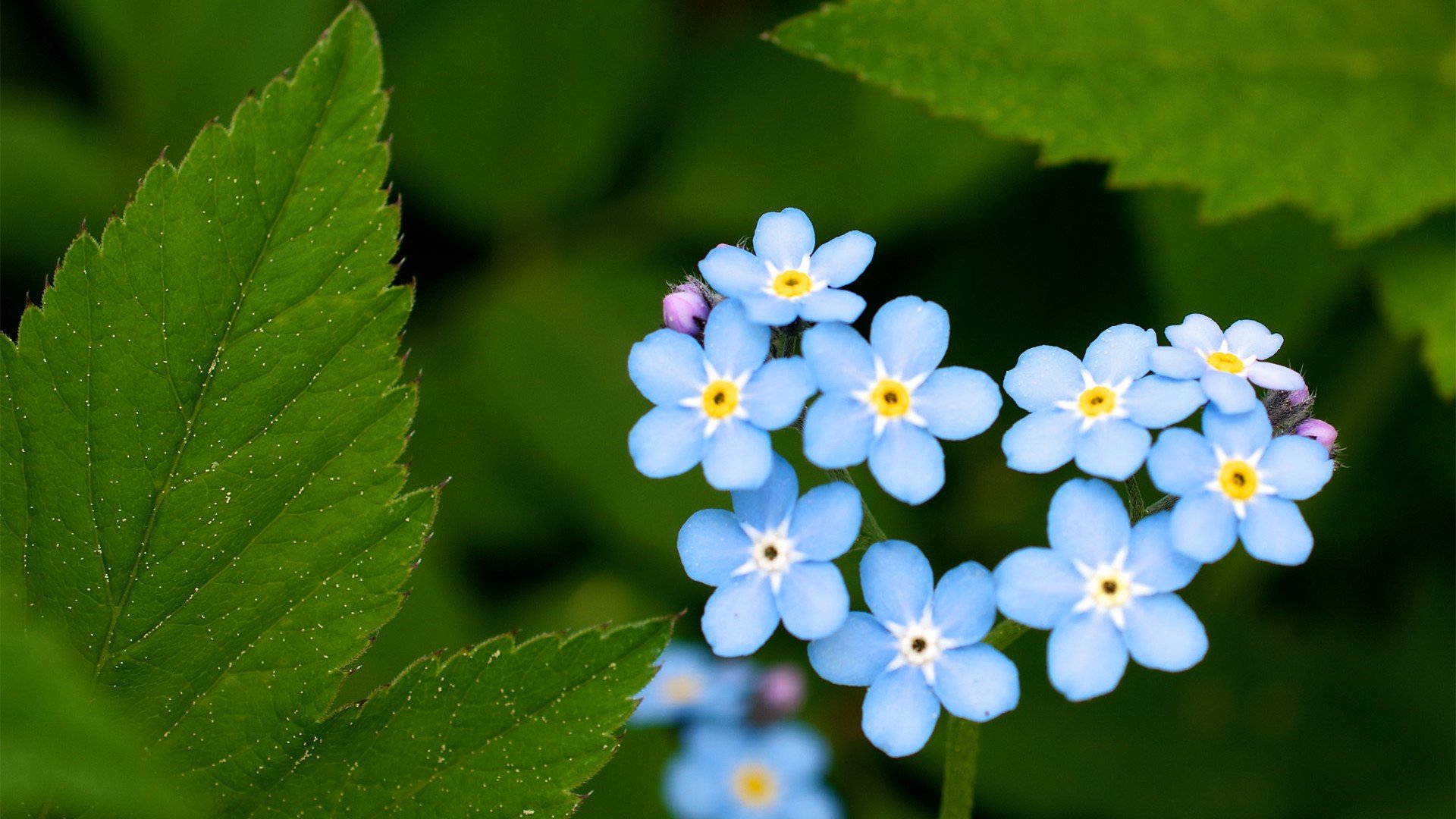 爱情美图,唯美温馨,爱心勿忘我,绿