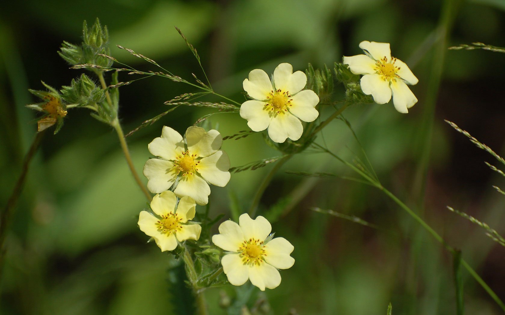 小清新,鸟语花香,花卉,一月八日,儿童桌面专用