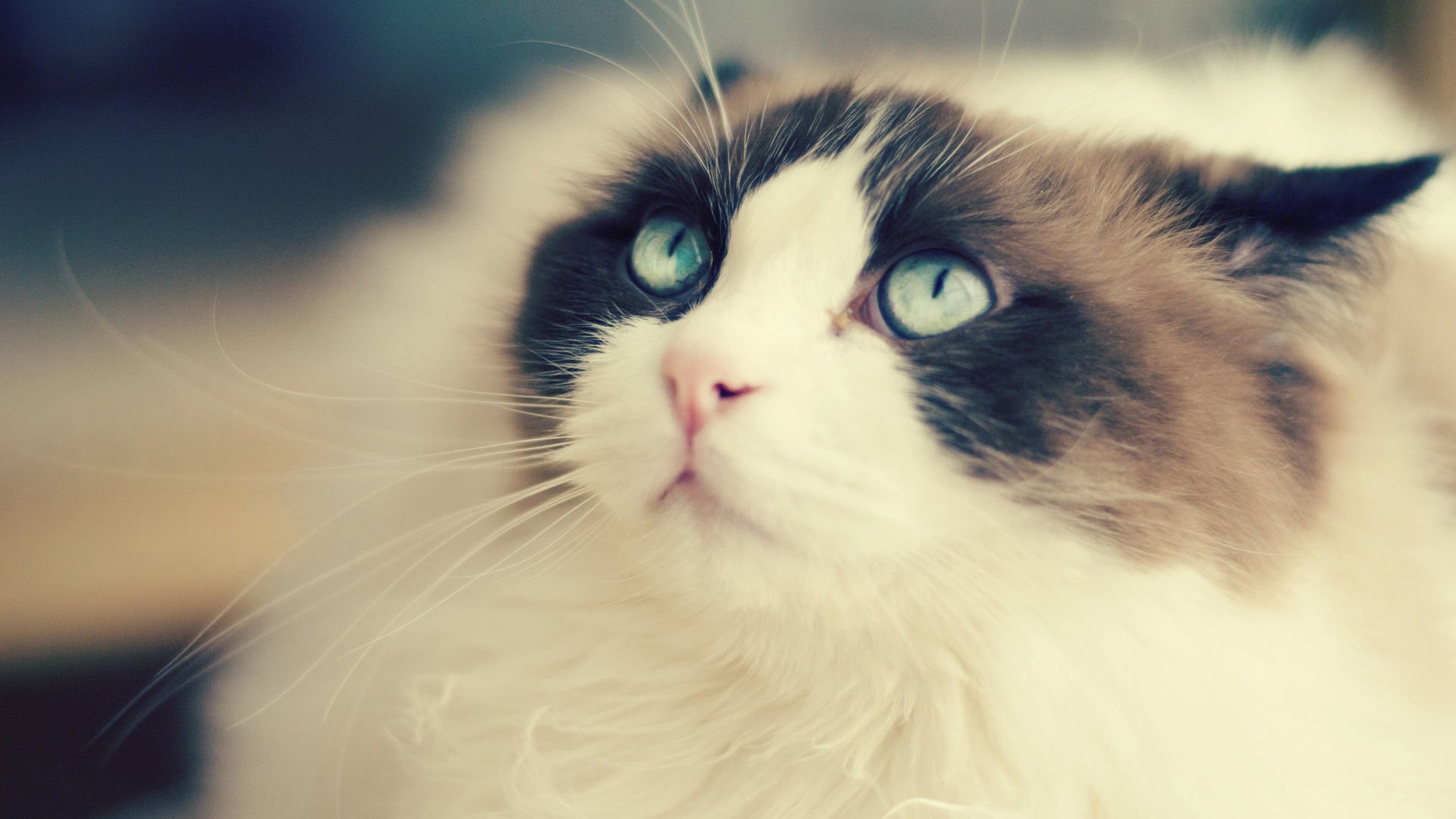 萌宠,喵星人,卖萌,猫,古灵精怪,宠物,动物,儿童桌面专用