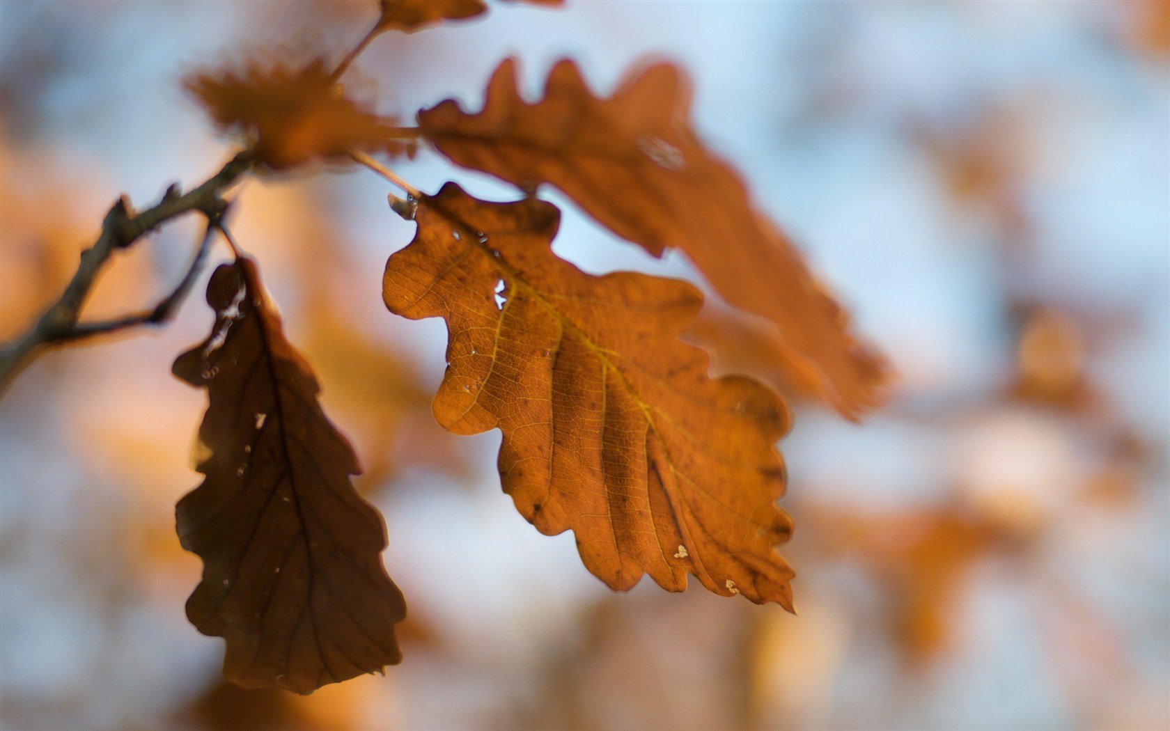 小清新,清新淡雅,树叶,一月七日,儿童桌面专用