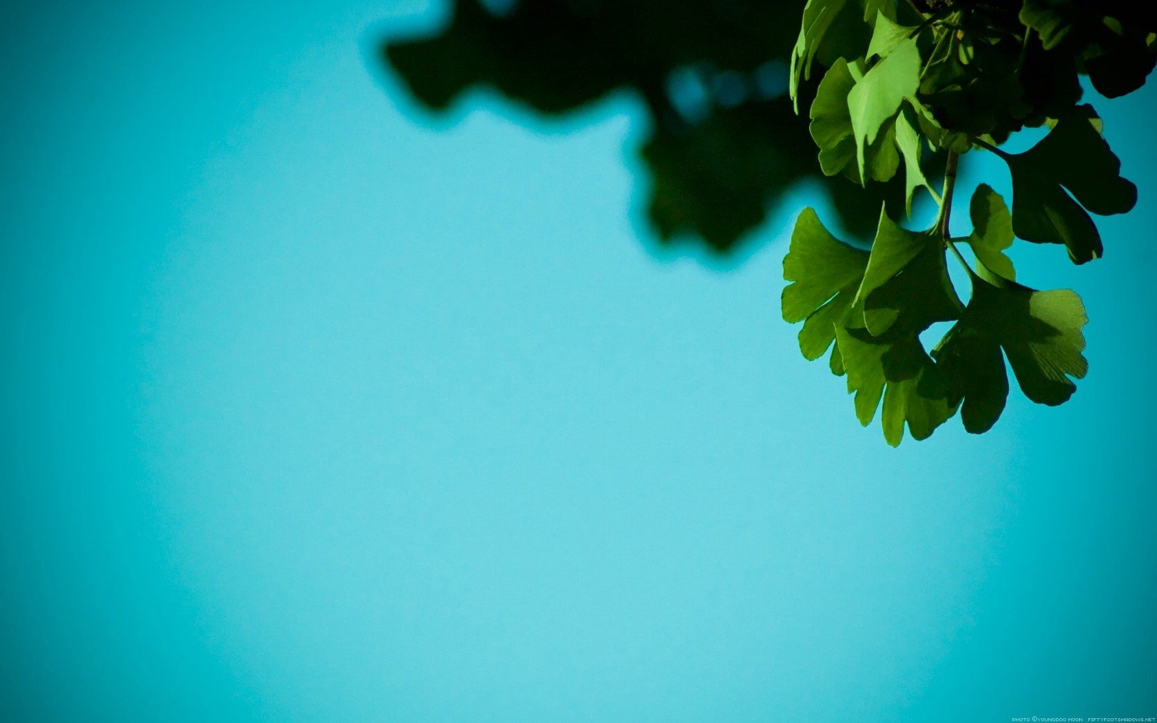 小清新,护眼壁纸,绿叶,一月七日,儿童桌面专用