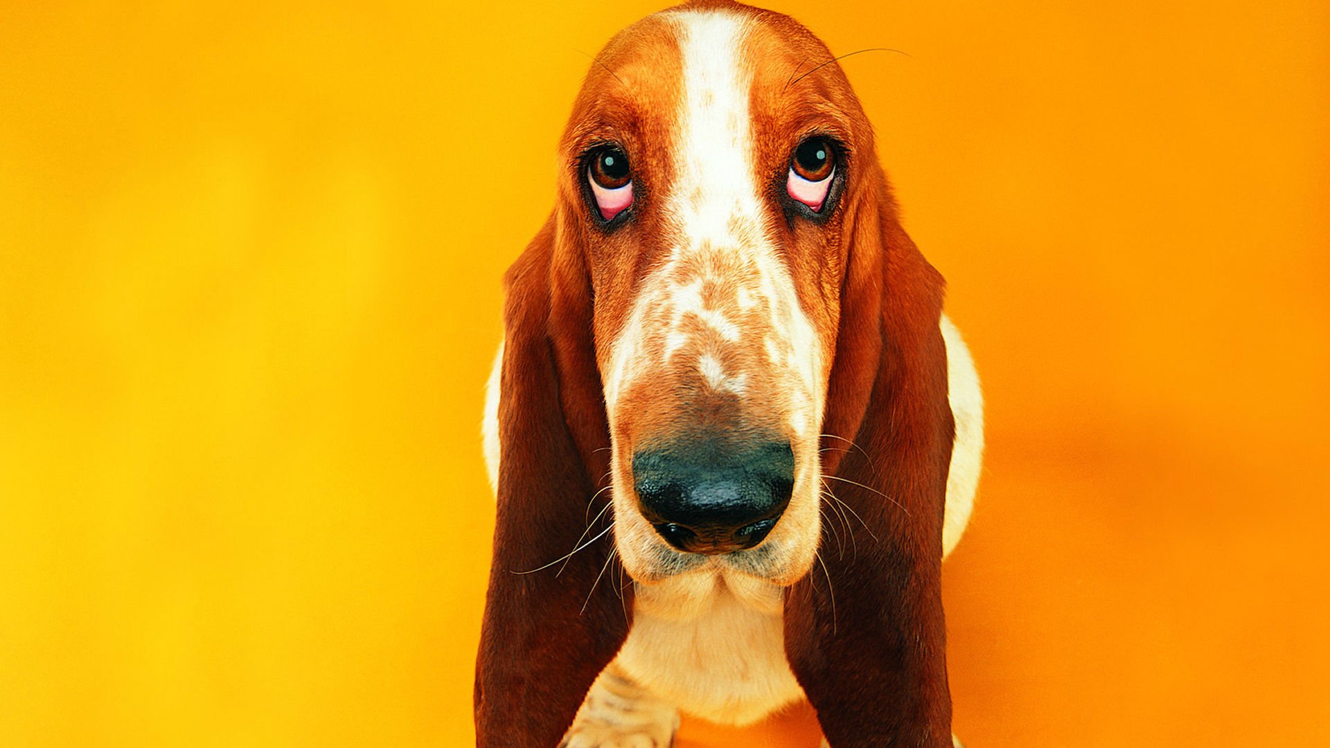 萌宠,汪星人,狗,卖萌,可爱,宠物,古灵精怪,憨态百出,搞笑图,儿童桌面专用