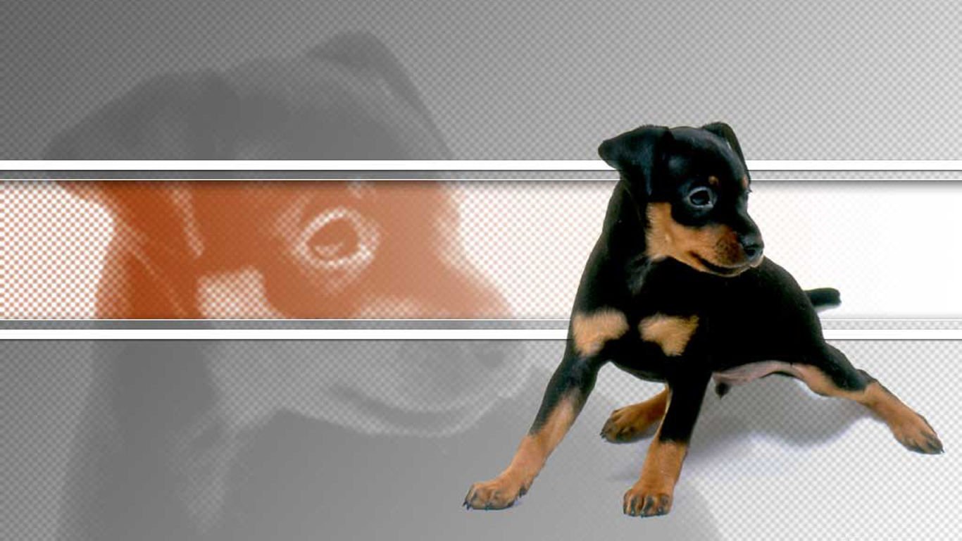 萌宠,汪星人,儿童桌面专用