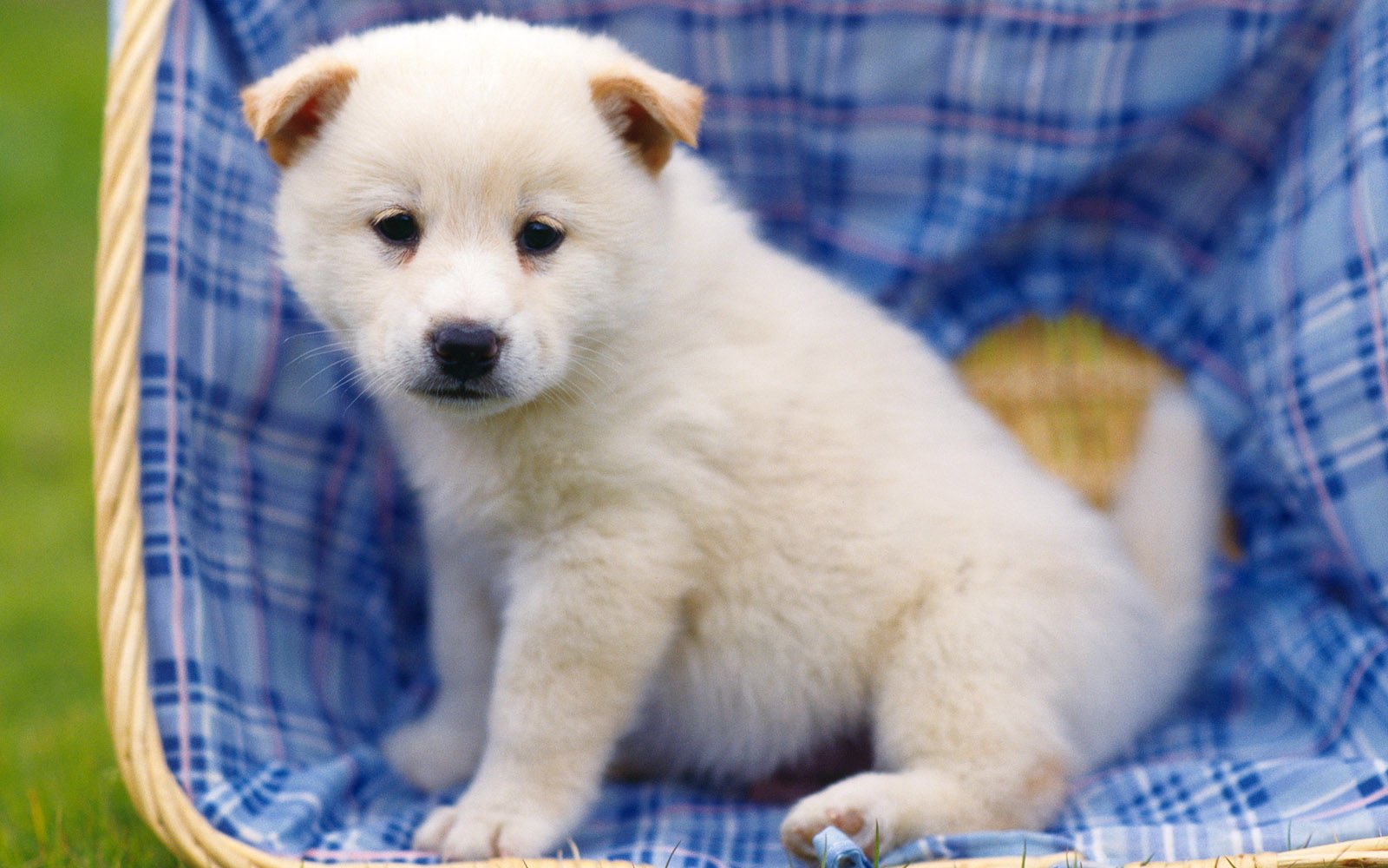 萌宠,汪星人,狗,卖萌,可爱,宠物,古灵精怪,儿童桌面专用