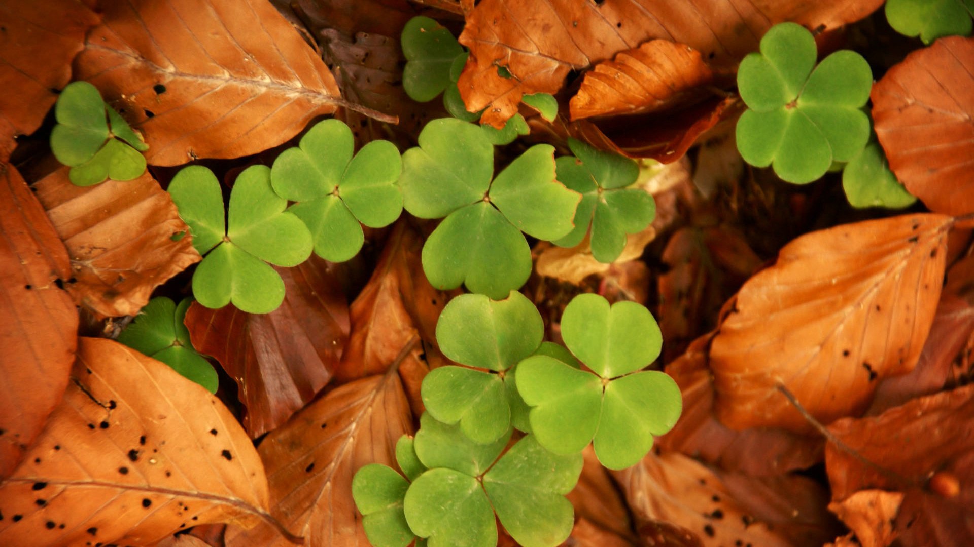 小清新,护眼壁纸,四叶草,幸运,儿童桌面专用