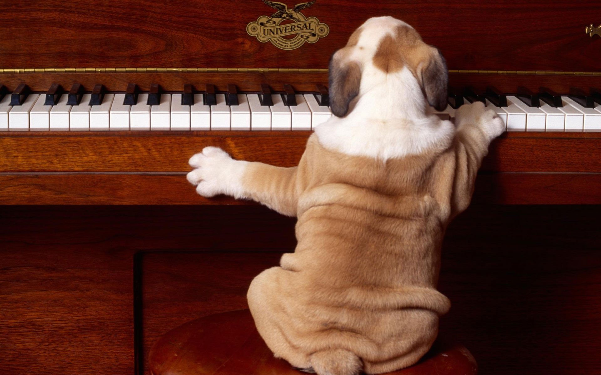 萌宠,汪星人,钢琴,卖萌,搞笑图,憨态百出,狗,可爱,儿童桌面专用