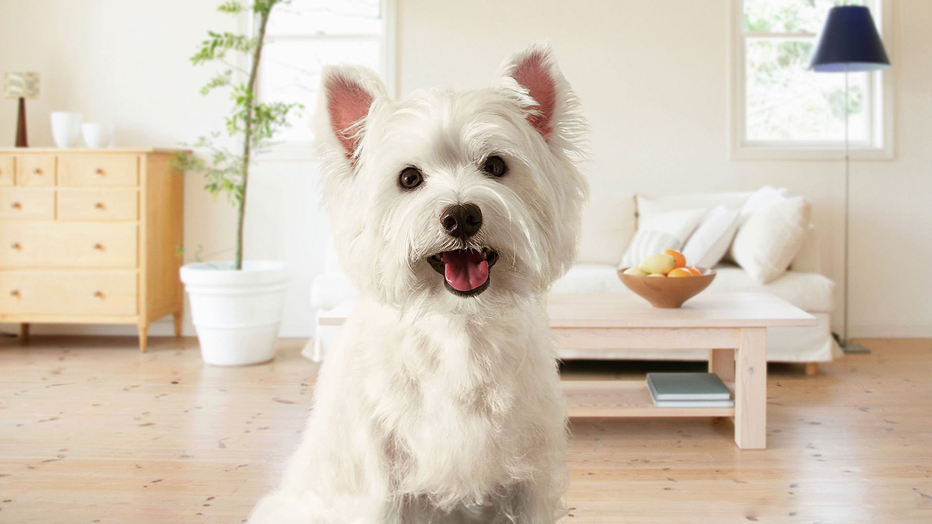 萌宠,汪星人,狗,卖萌,可爱,宠物,古灵精怪,儿童桌面专用