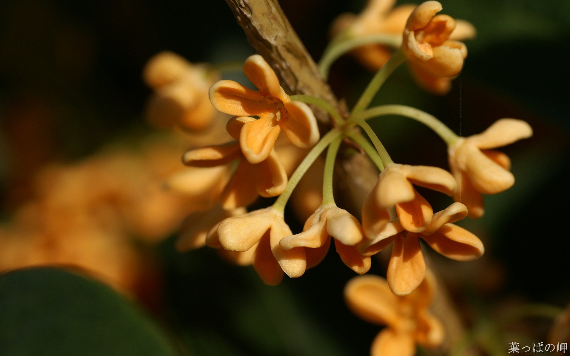 小清新,鸟语花香,花卉,十二月三十一日,儿童桌面专用