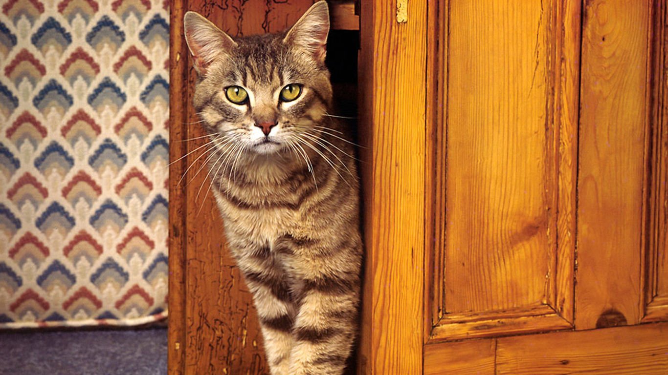 萌宠,喵星人,可爱,宠物,卖萌,猫,儿童桌面专用