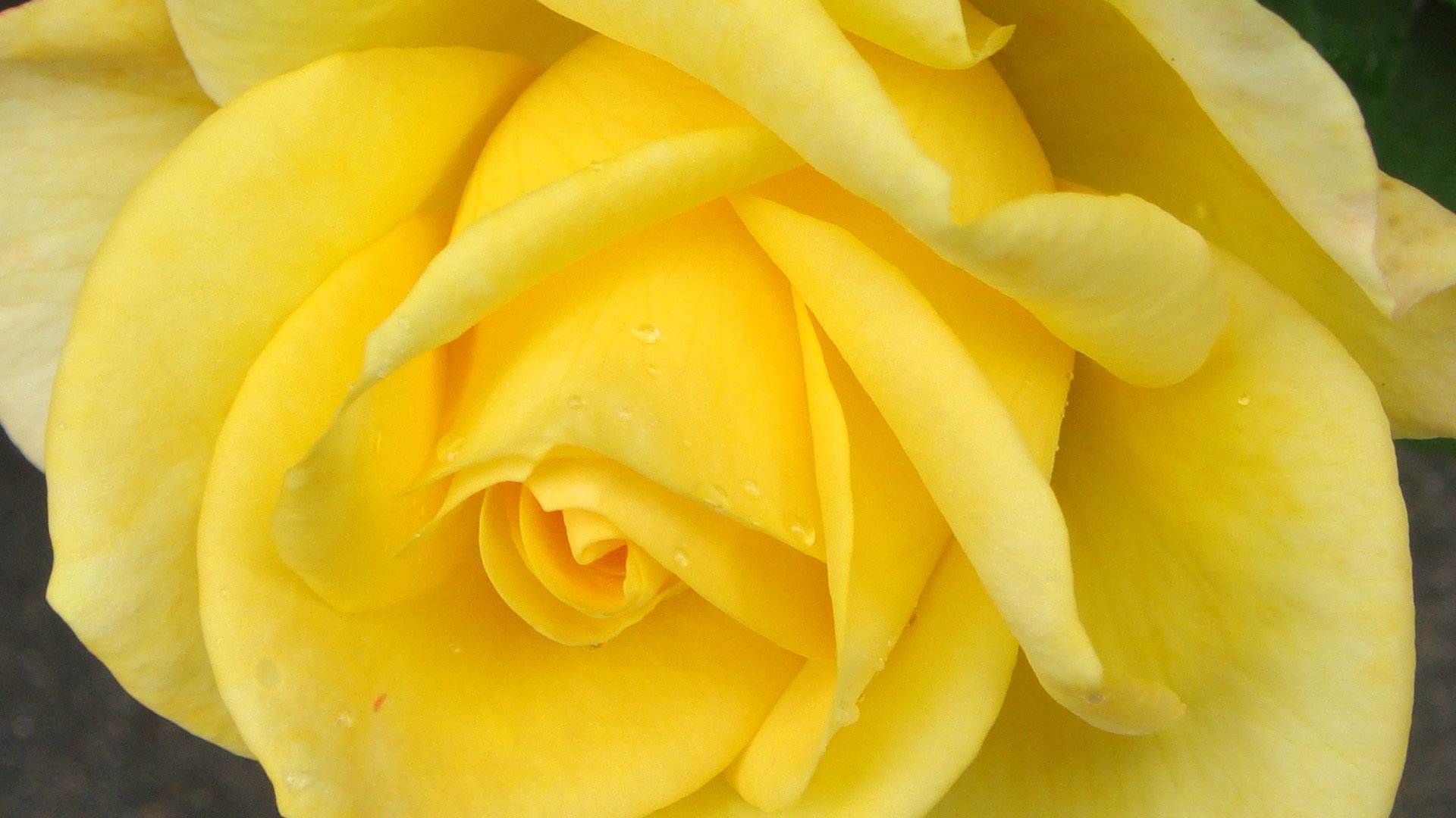 小清新,静物写真,黄玫瑰,1月29日,儿童桌面专用