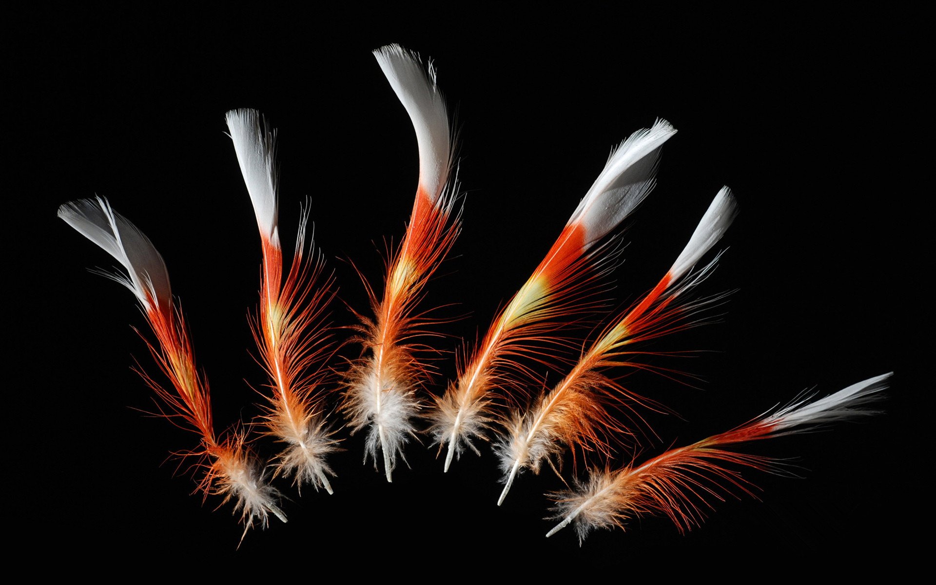 小清新,静物写真,羽毛,1月28日