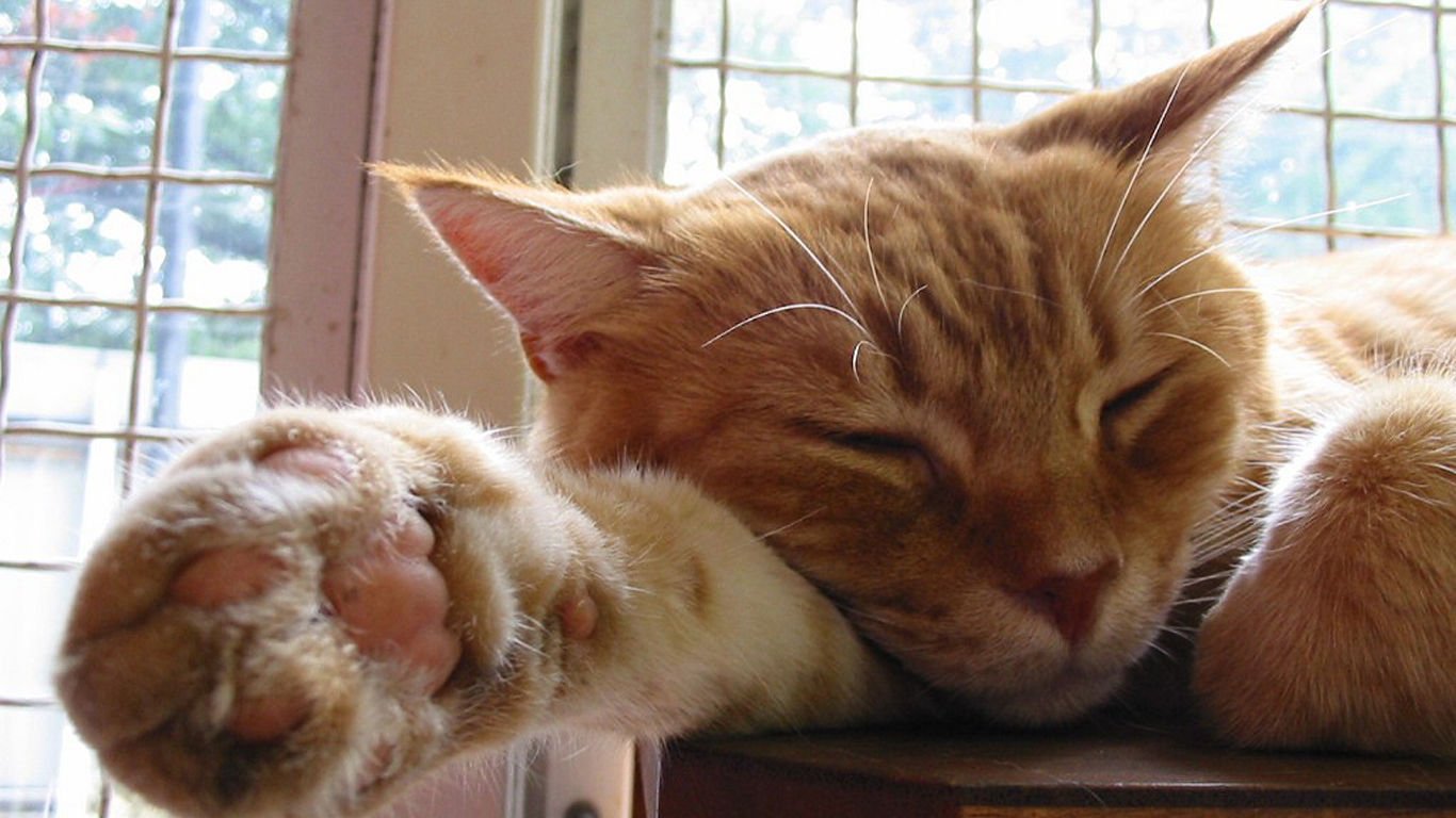 萌宠,喵星人,儿童桌面专用