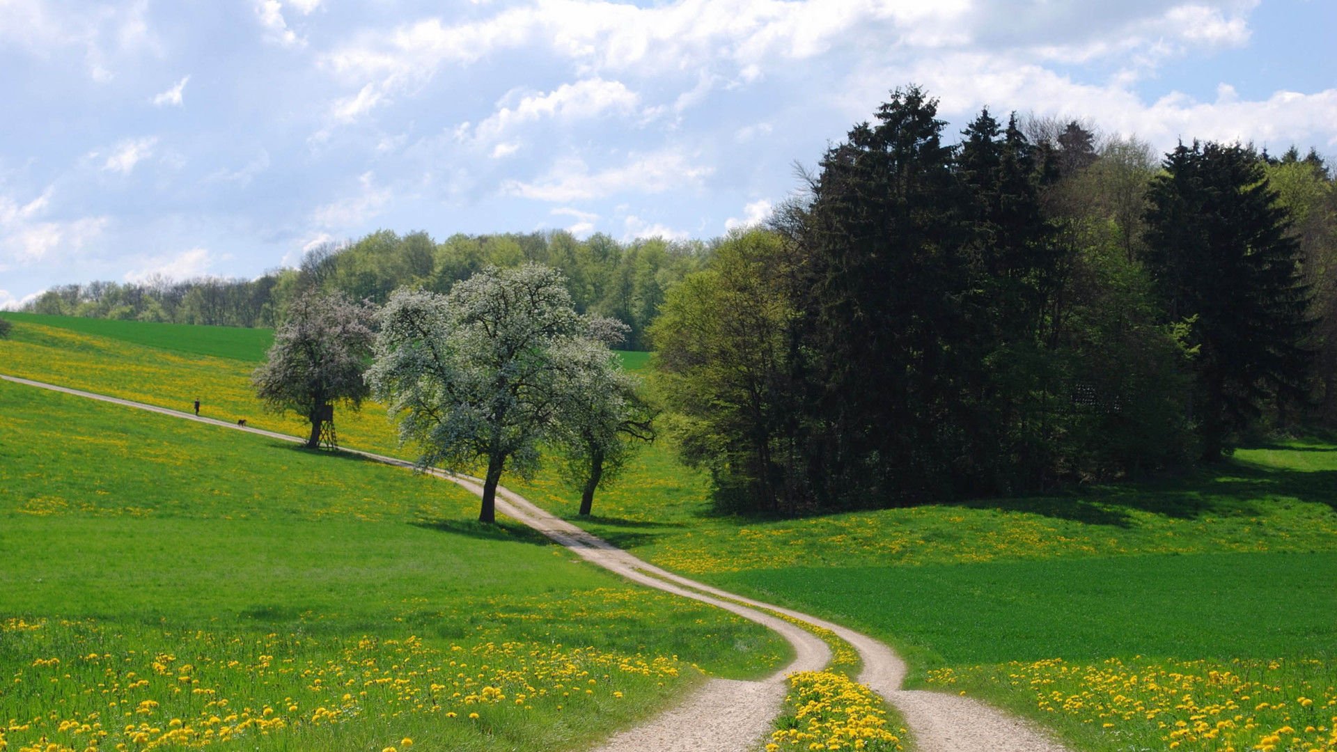 开阔,风景,阳光,大气,风光,碧绿草原,儿童桌面专用
