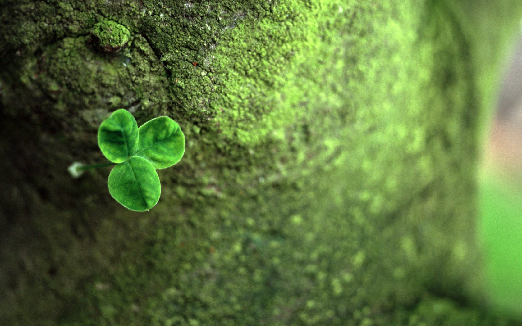 小清新,护眼壁纸,四叶草,幸运,儿童桌面专用