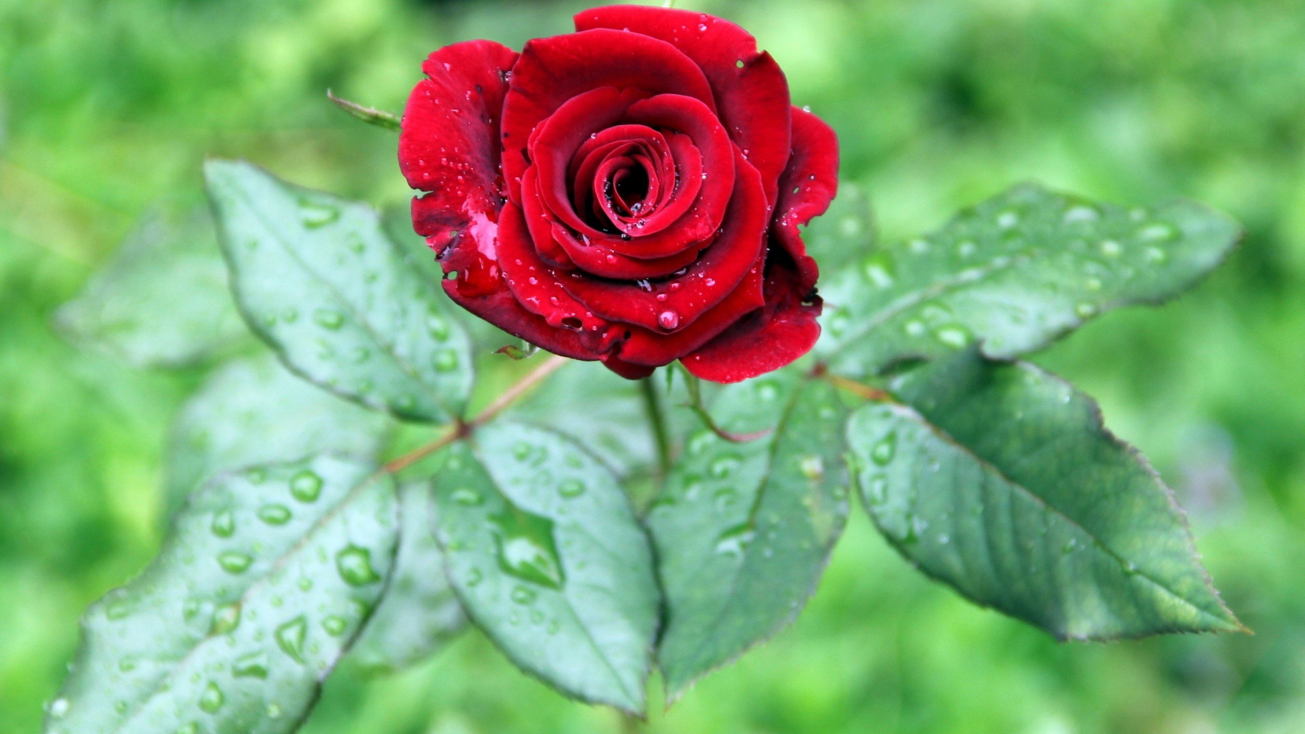 爱情美图,唯美温馨,玫瑰,浪漫