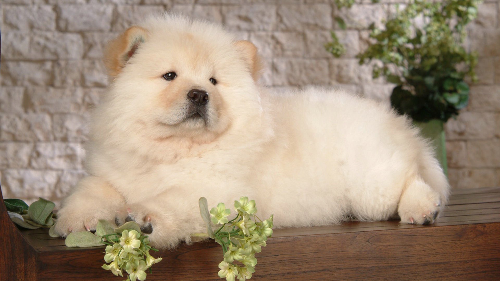 萌宠,汪星人,狗,卖萌,可爱,宠物,古灵精怪,儿童桌面专用