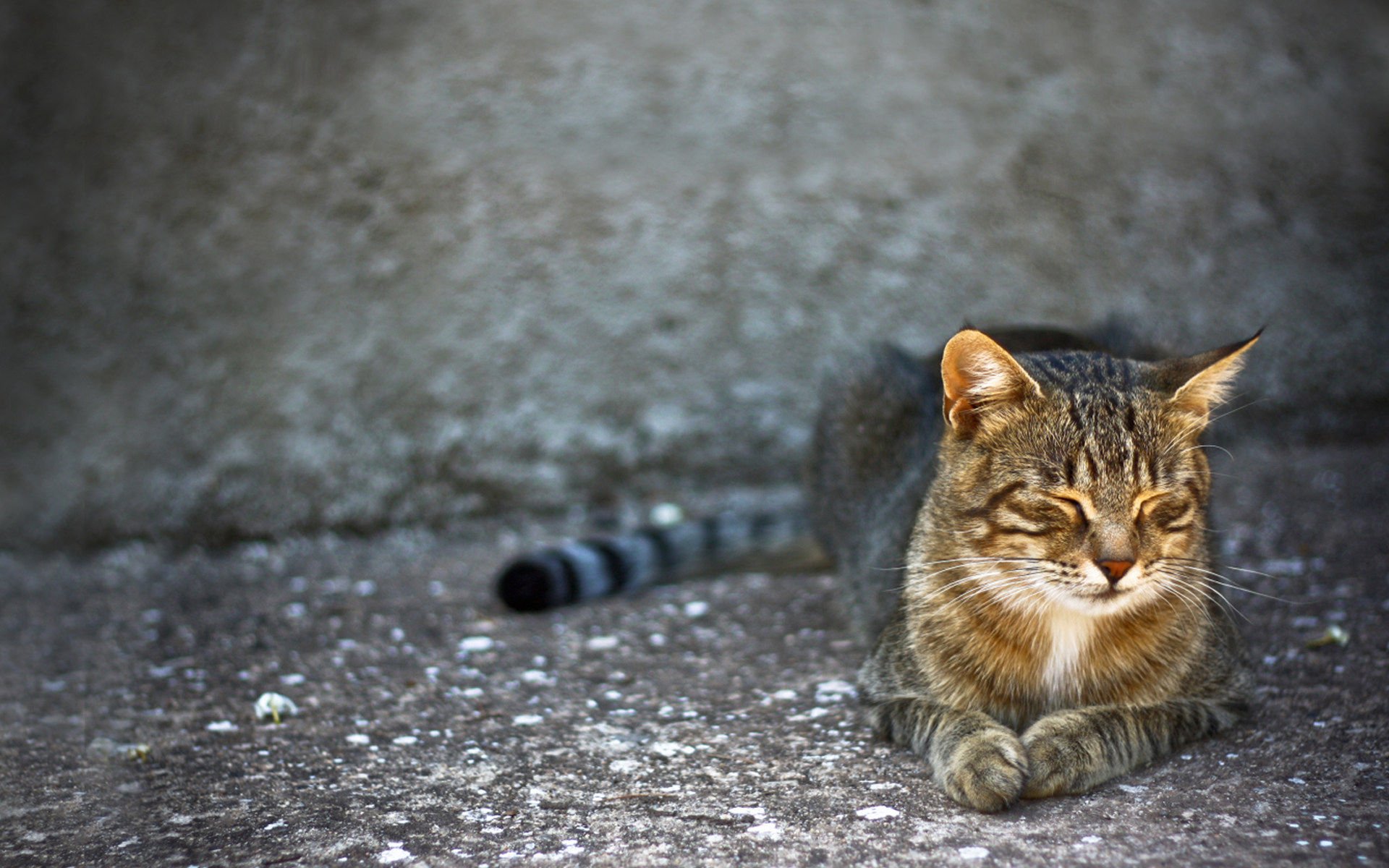 萌宠,喵星人,儿童桌面专用