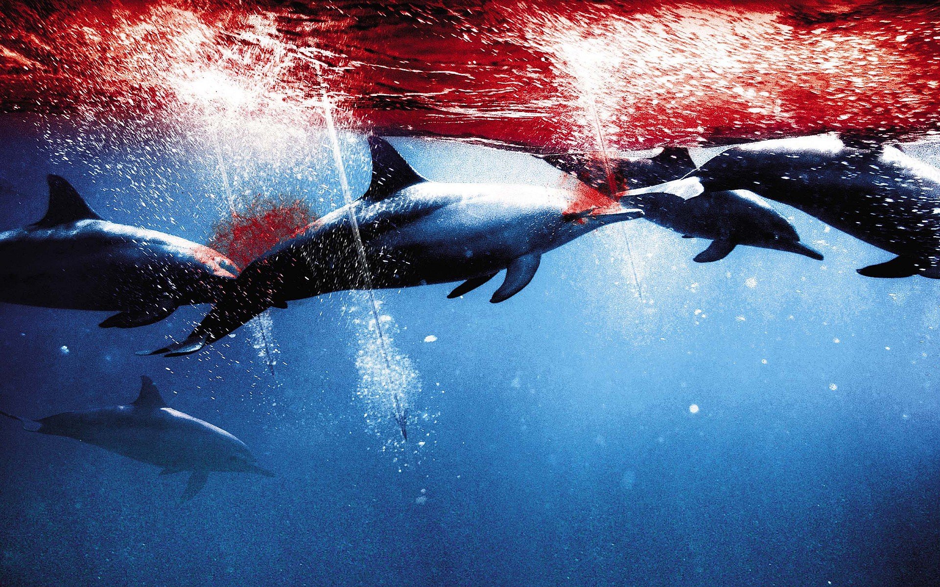 影视,海豚湾,1月24日