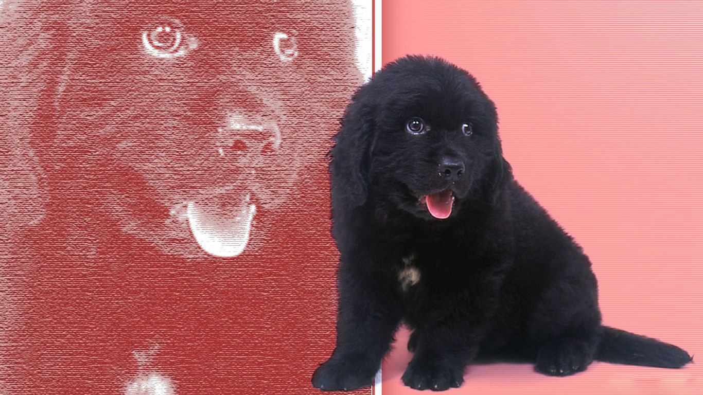 萌宠,汪星人,儿童桌面专用