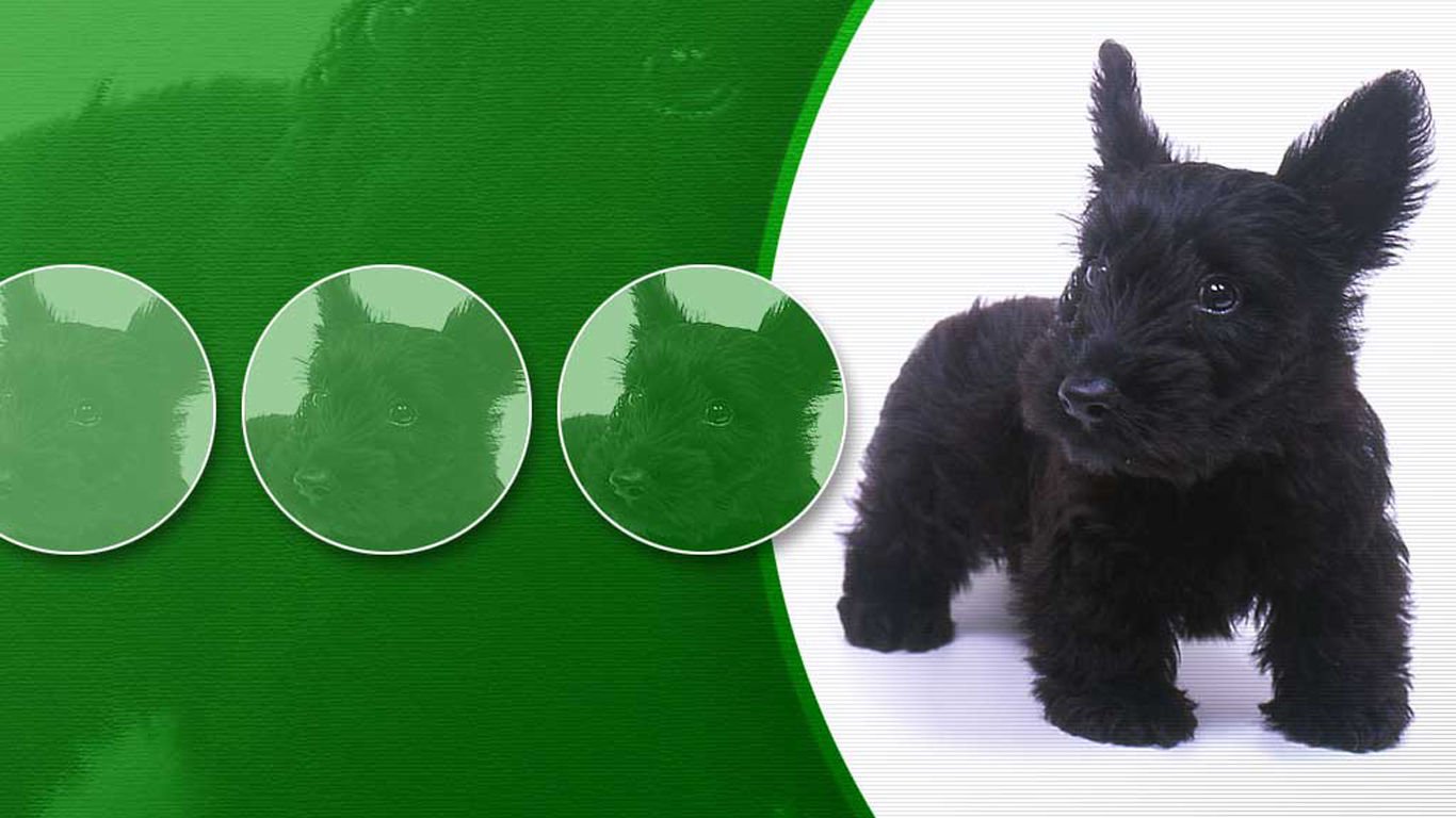 萌宠,汪星人,儿童桌面专用