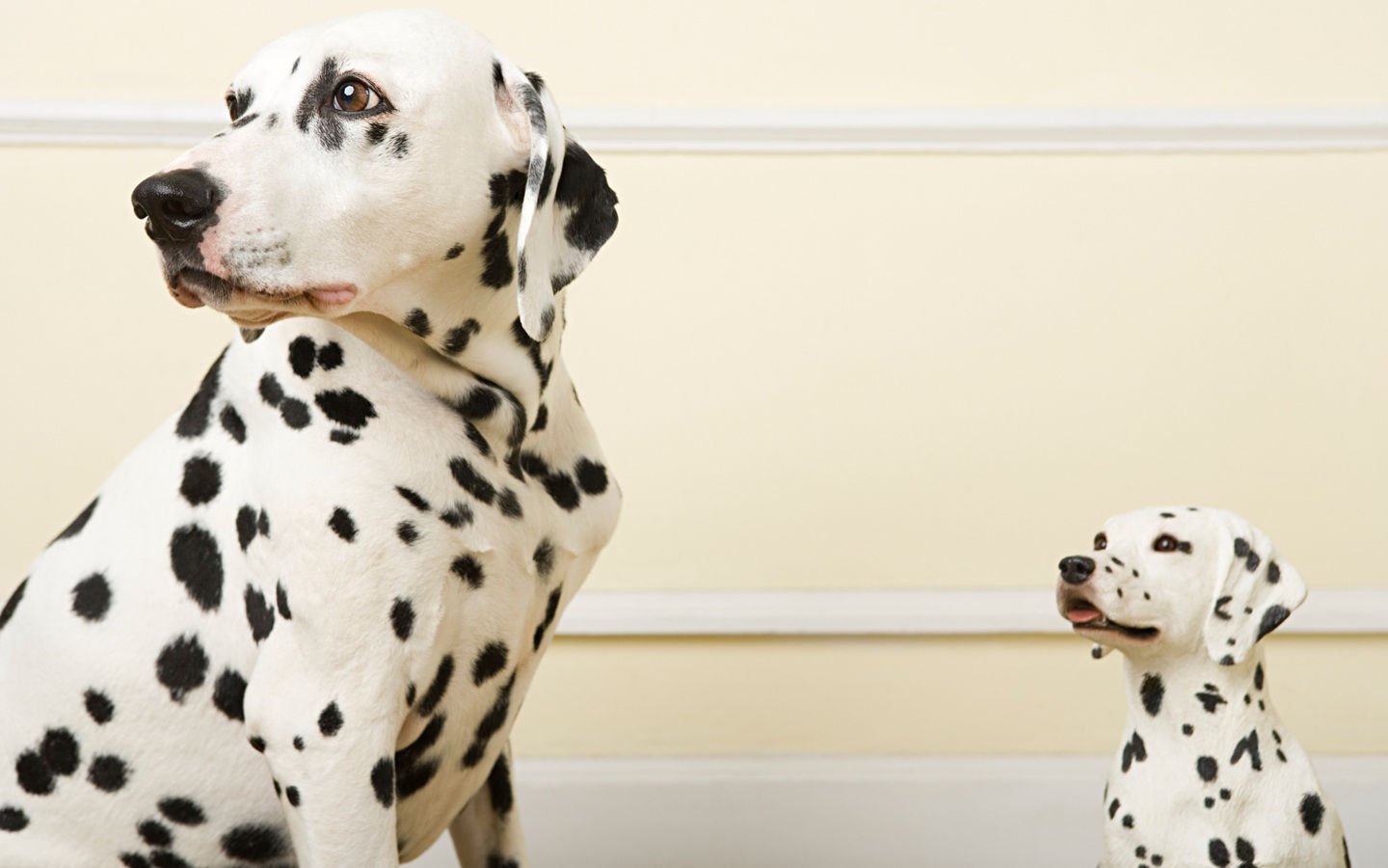 萌宠,汪星人,儿童桌面专用