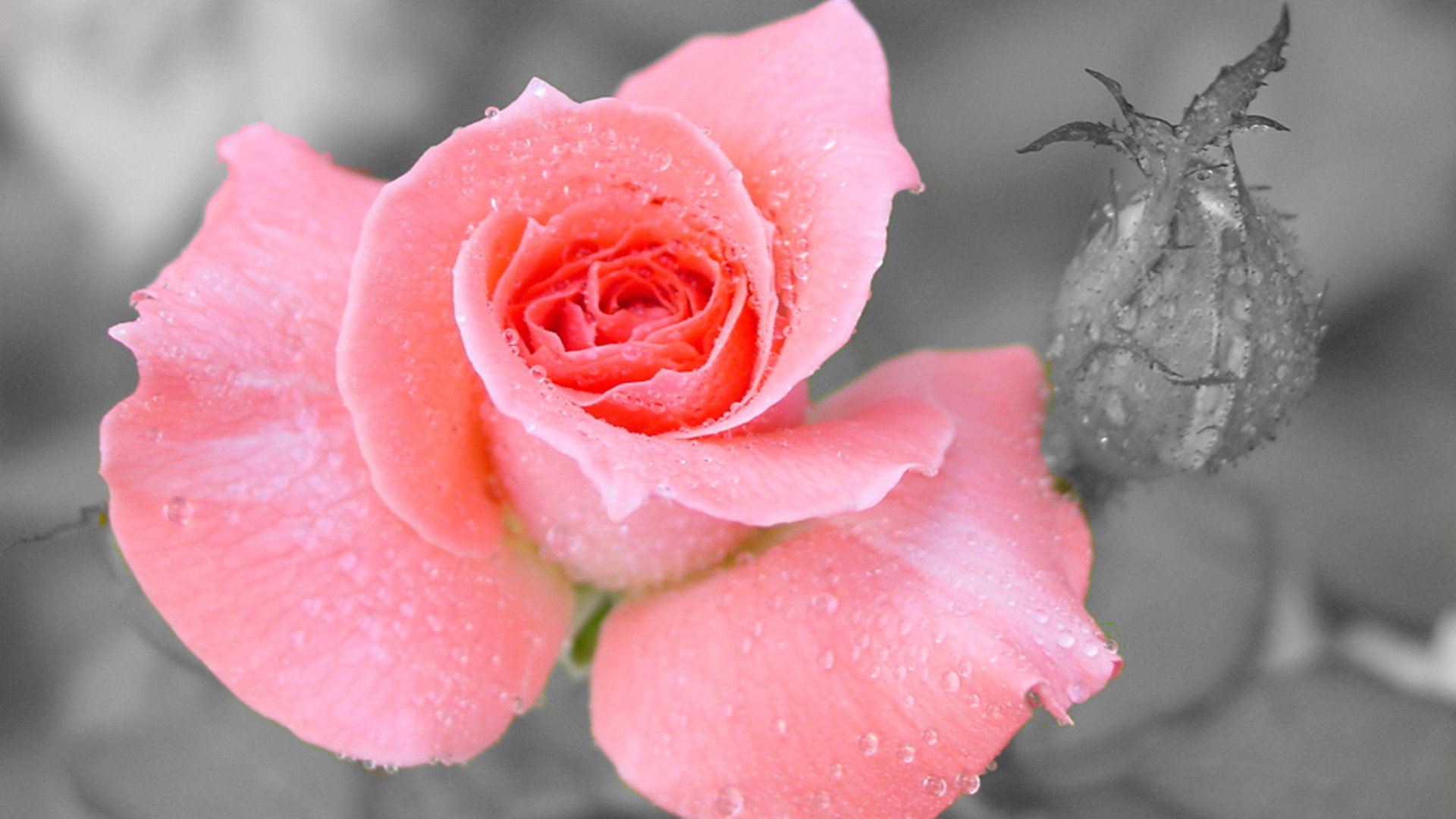 小清新,娇艳欲滴,花卉,1月17日,儿童桌面专用