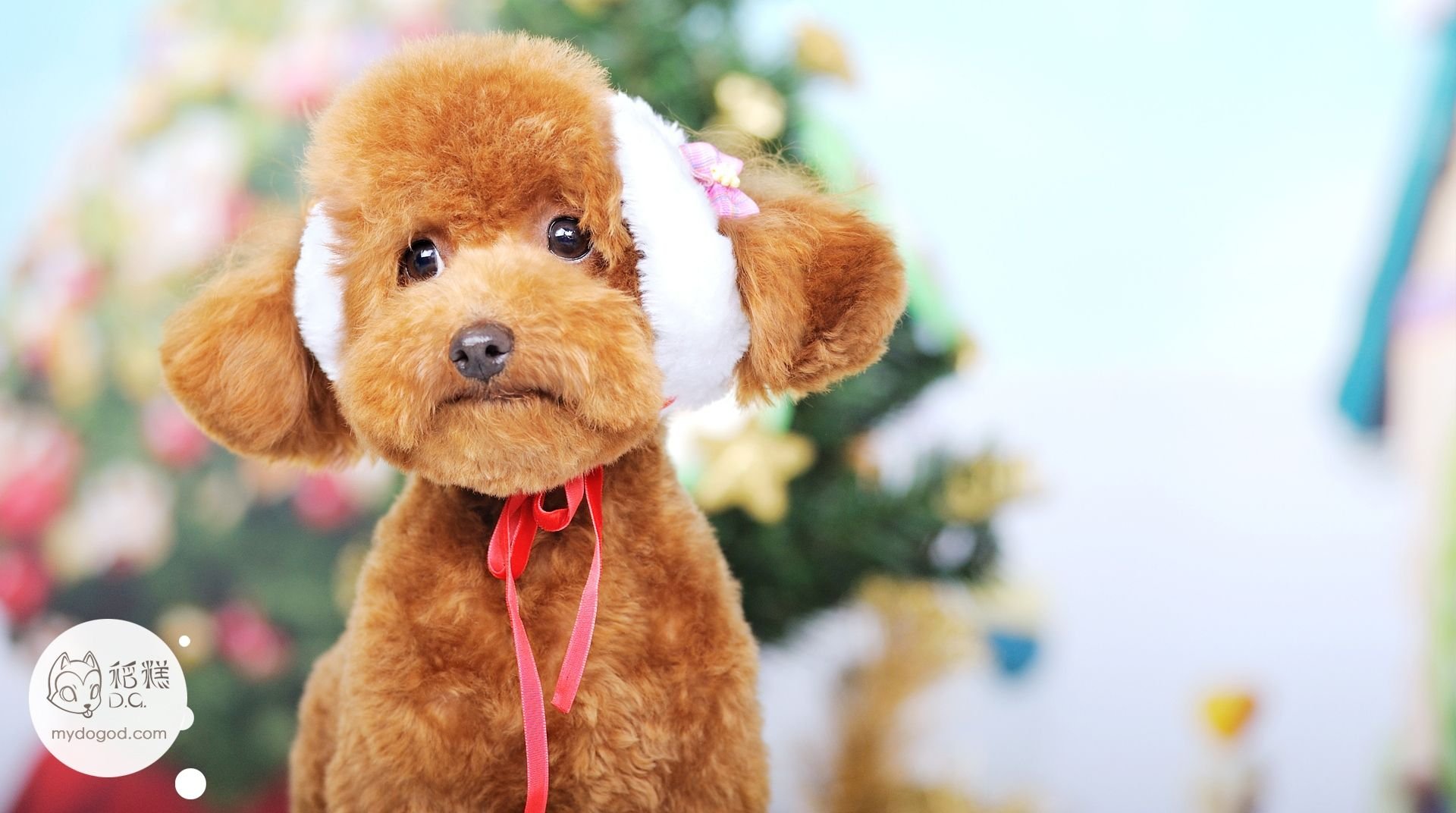 稻糕DG宠物影像,稻糕宠物,稻糕摄影,萌宠,汪星人,狗,卖萌,可爱,儿童桌面专用