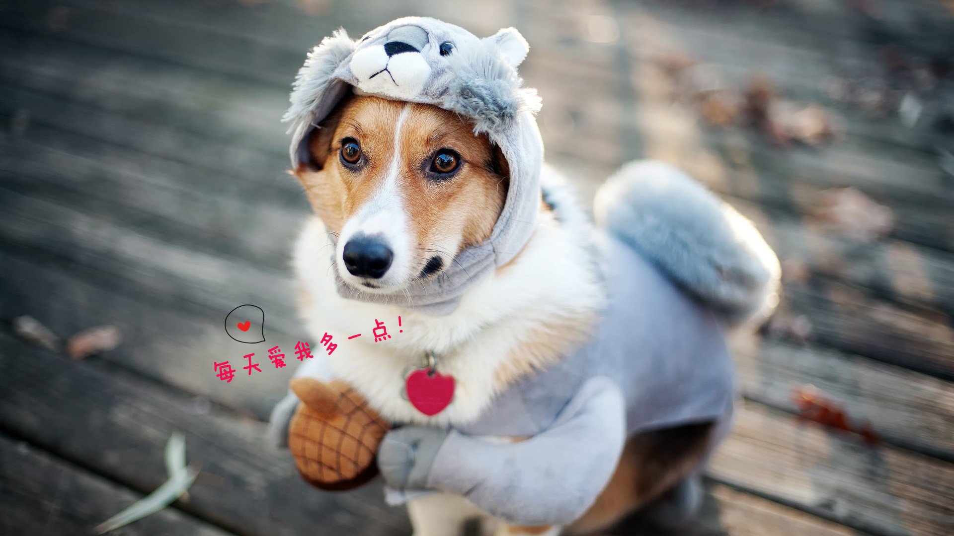 爱情美图,唯美温馨,狗,可爱