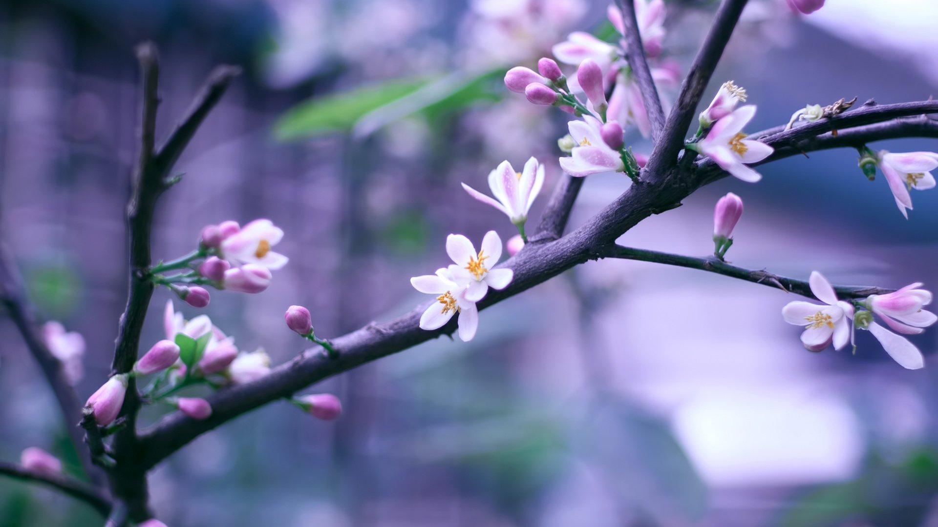 小清新,清新淡雅,桃花,1月16日,儿童桌面专用