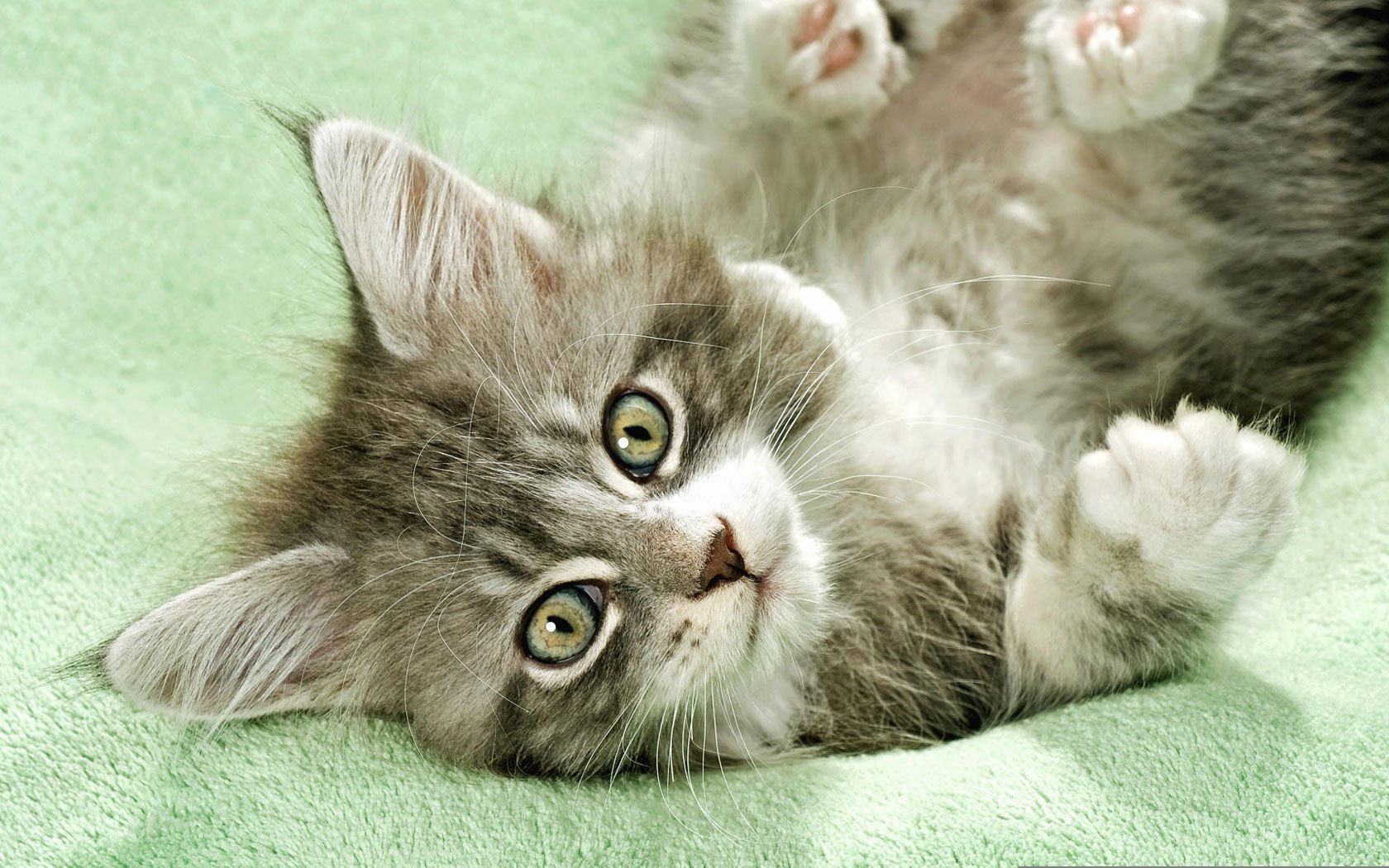 萌宠,喵星人,猫,卖萌,宠物,可爱,古灵精怪,儿童桌面专用