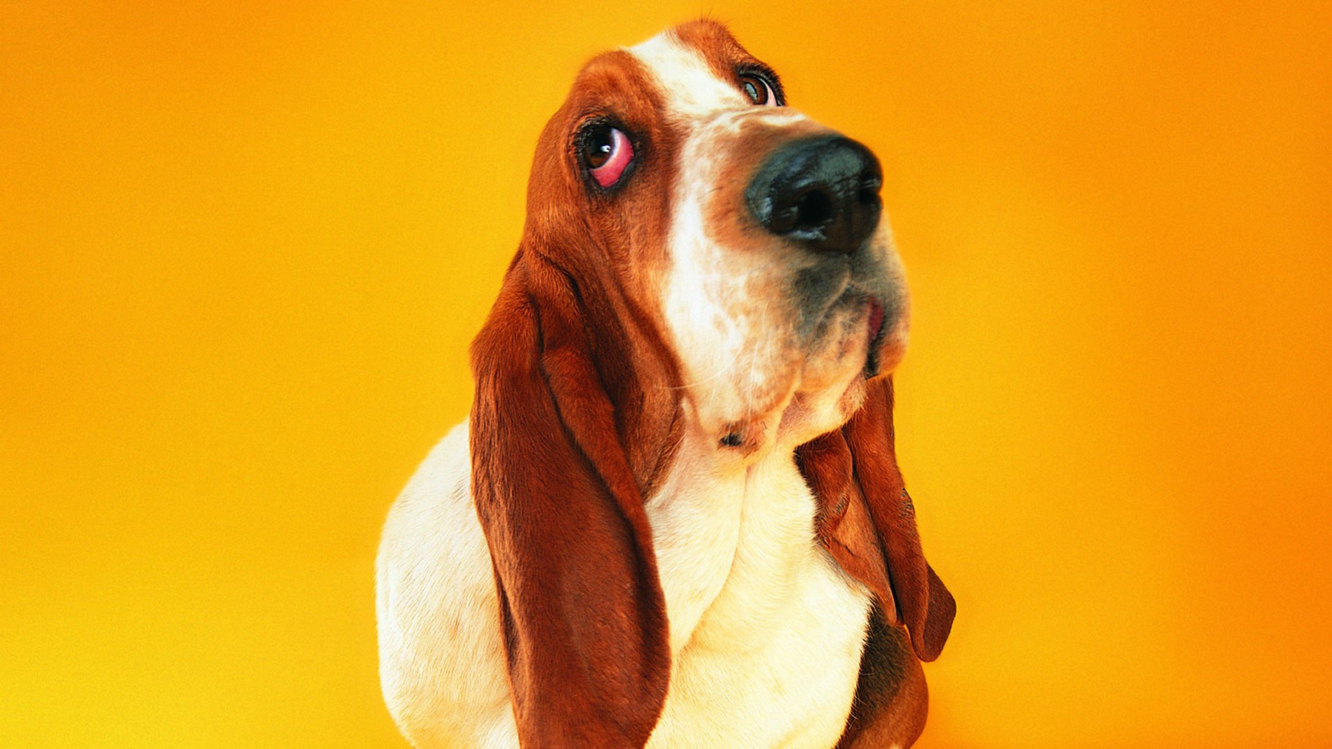 萌宠,汪星人,狗,卖萌,可爱,宠物,古灵精怪,憨态百出,搞笑图,儿童桌面专用