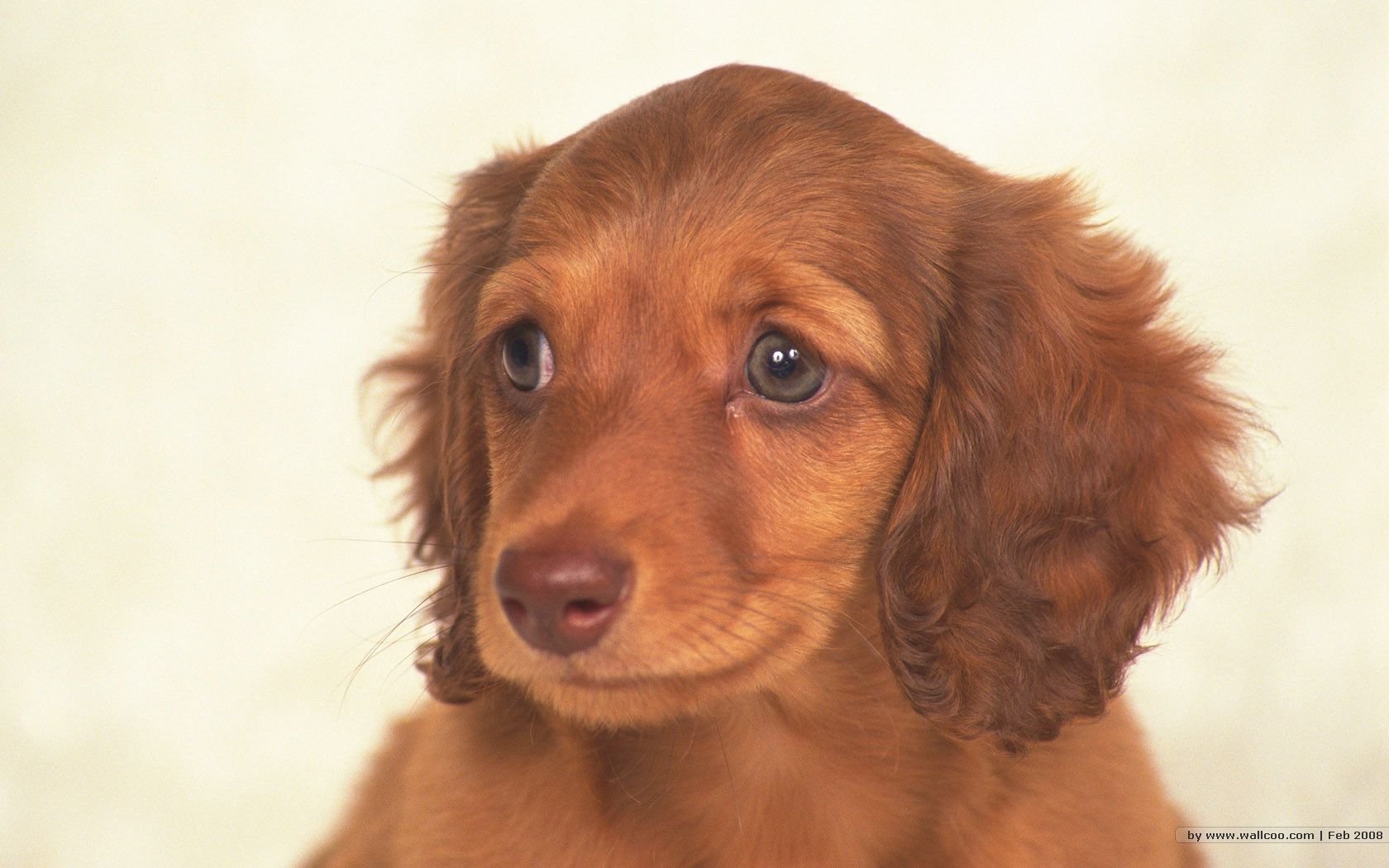 萌宠,汪星人,狗,卖萌,可爱,宠物,古灵精怪,儿童桌面专用