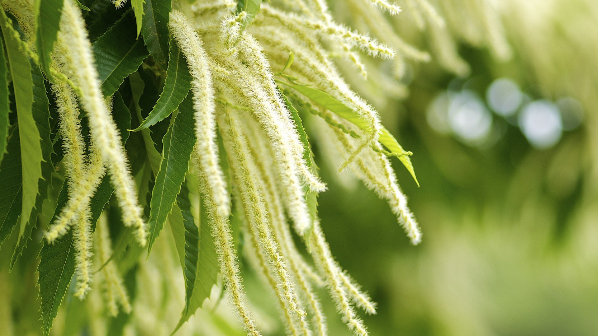 小清新,护眼壁纸,一月十一日,儿童桌面专用