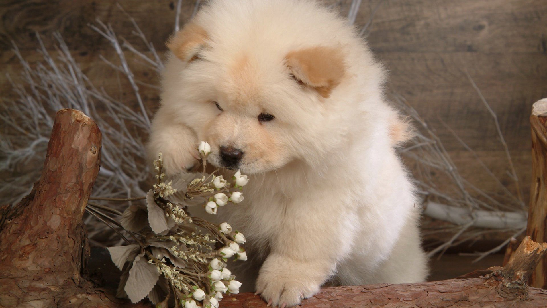 萌宠,汪星人,狗,卖萌,可爱,宠物,古灵精怪,憨态百出,儿童桌面专用