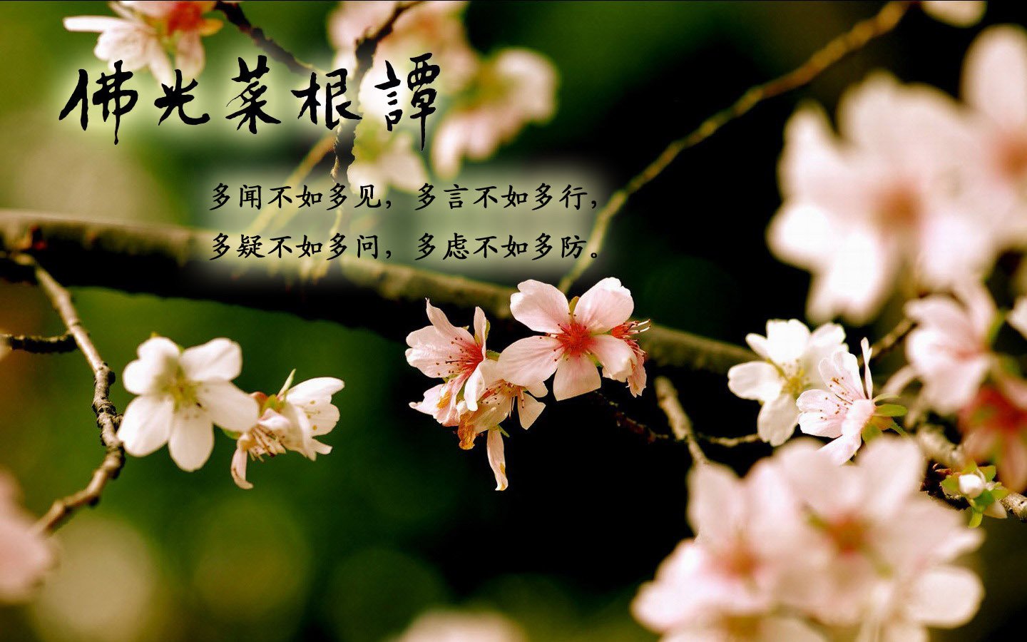 小清新,清新淡雅,佛光菜根谭,佛教主题,1月22日,儿童桌面专用