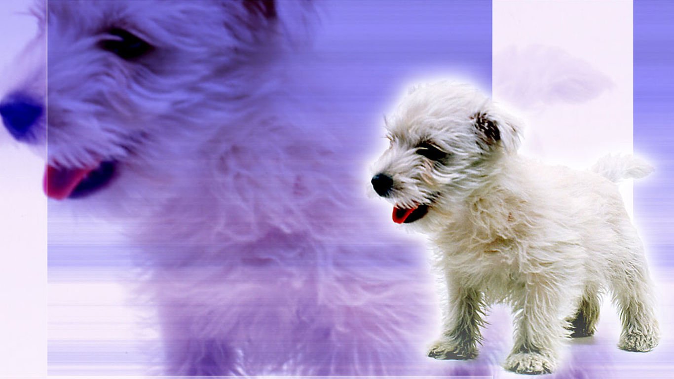 萌宠,汪星人,儿童桌面专用