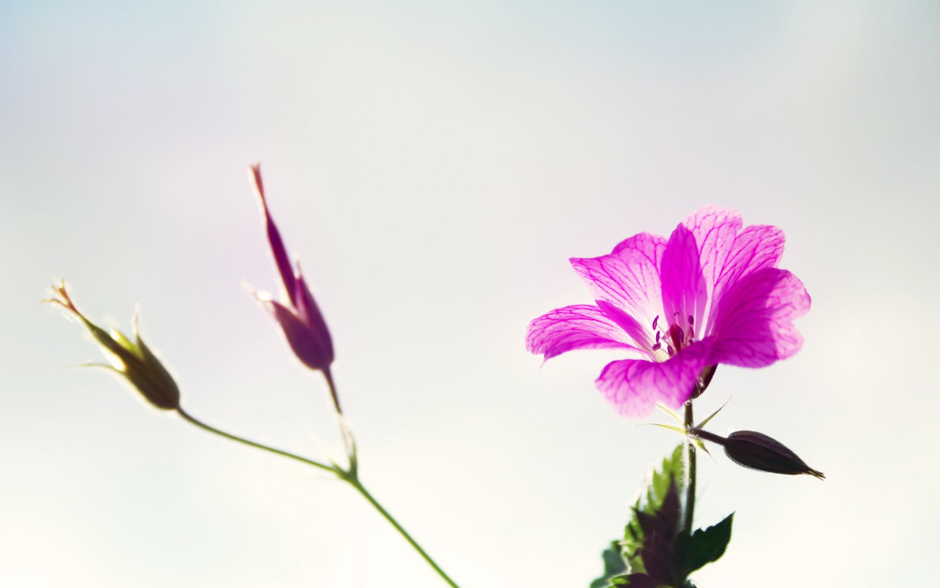 小清新,鸟语花香,花卉,一月九日,儿童桌面专用